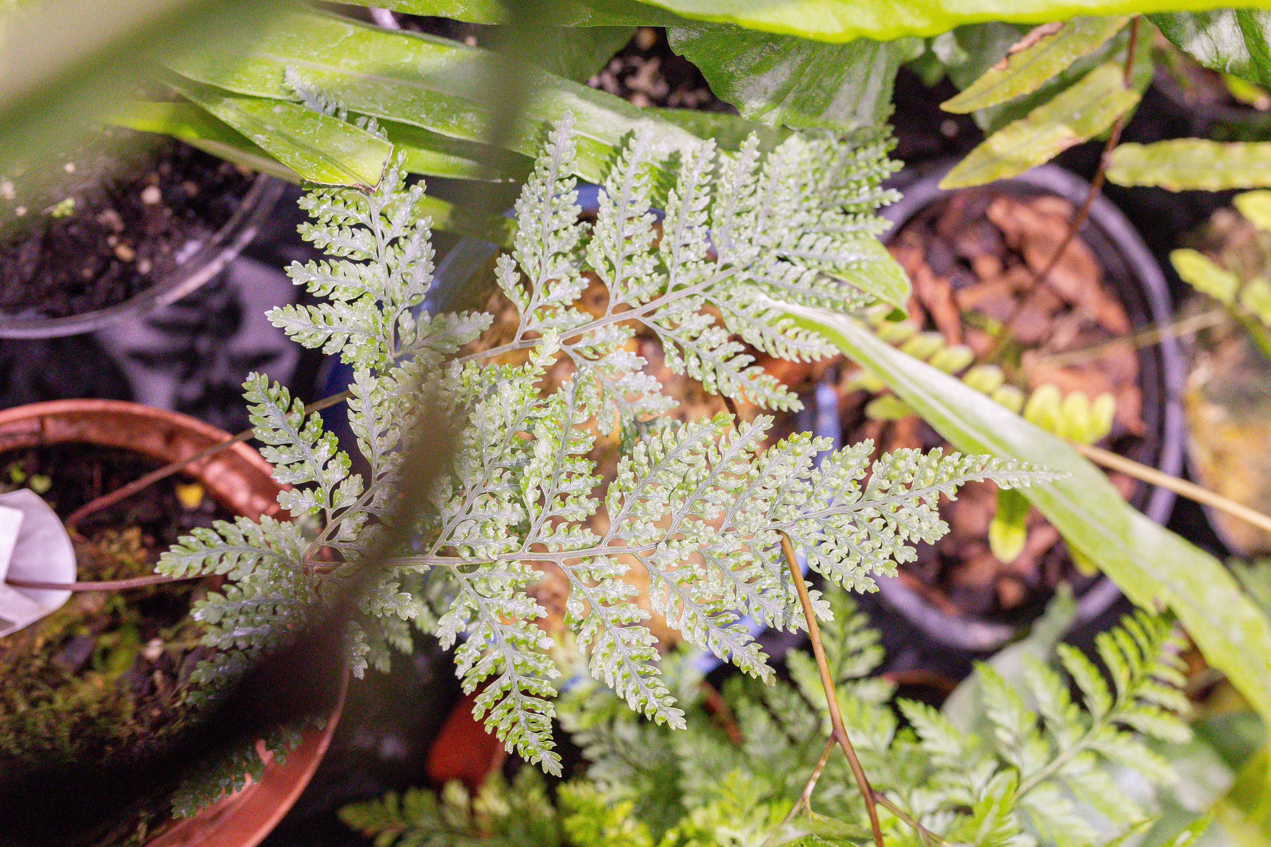 Монстериум 11–12 октября. Александра Куликова фотограф, Москва