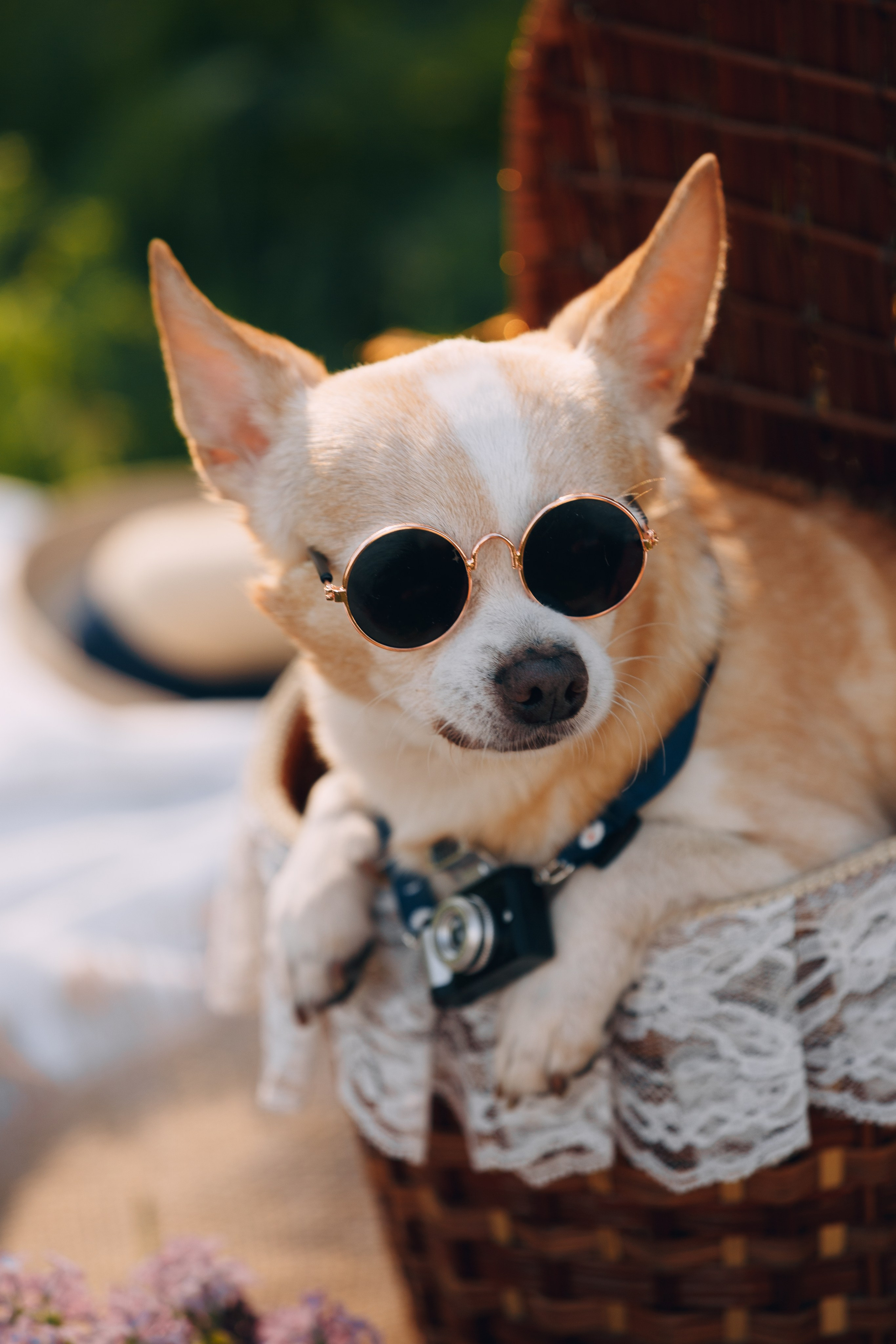 Оля, Патрик, Мейли и Джонни. Фотограф анималист Кристина Карпова, Москва