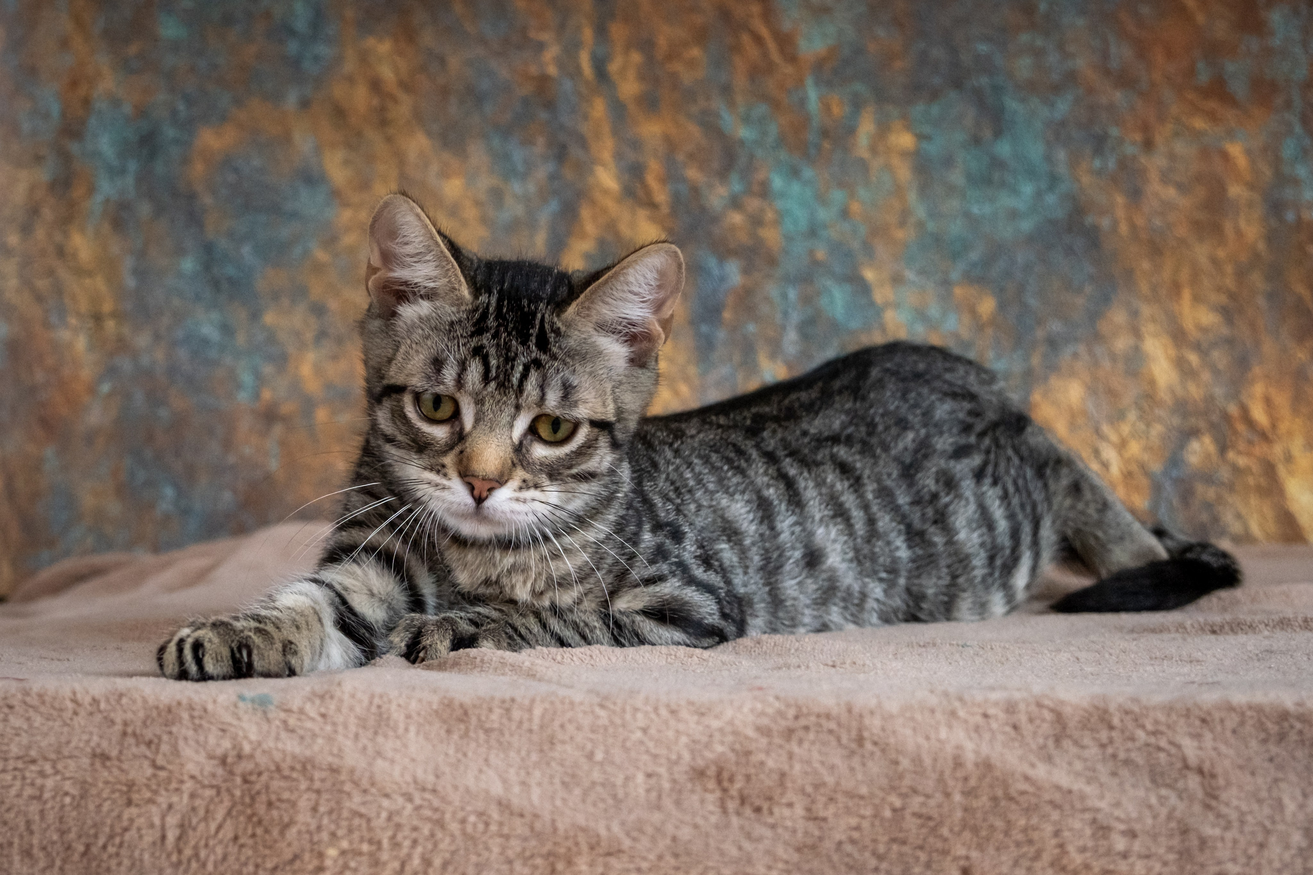 Котята для Дианы. Зоофотограф, фотограф животных в Москве и области Дина Дамоцева