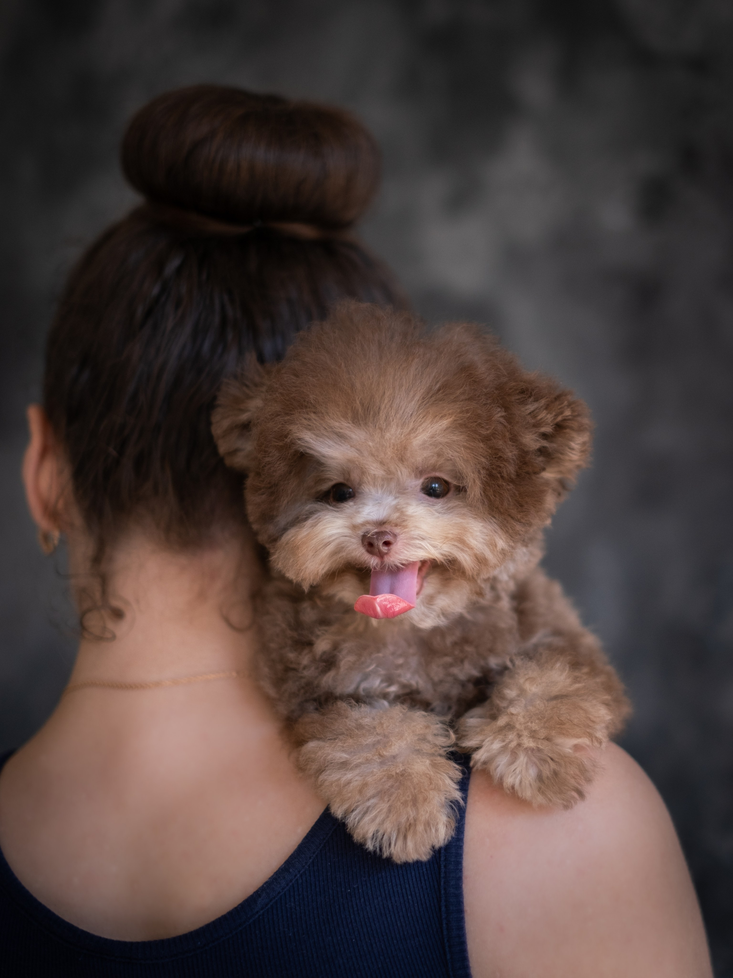 Весёлые пудель и мальтипу для Романа!. Зоофотограф, фотограф животных в Москве и области Дина Дамоцева