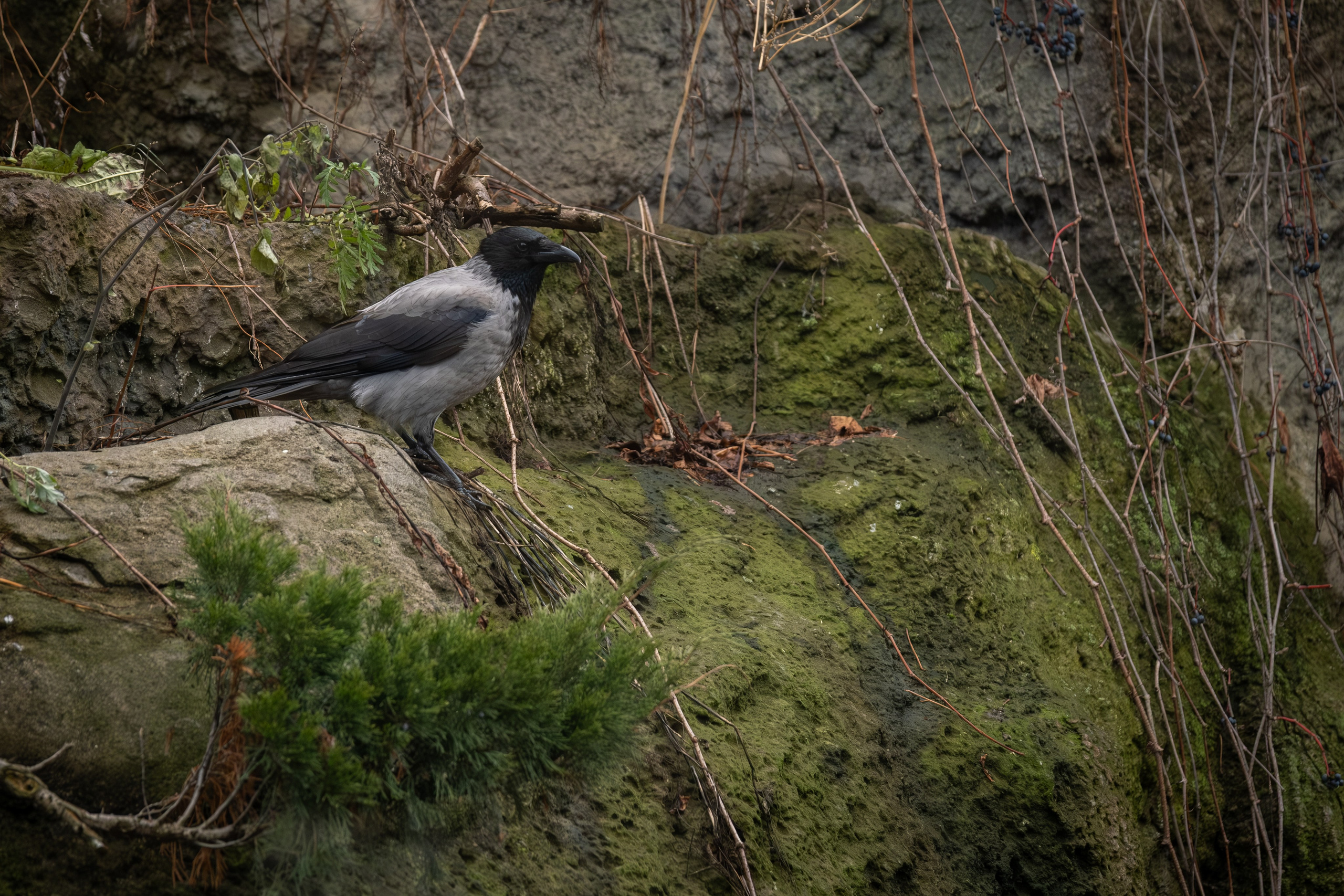 Росомаха Крендель и белый медведь. Зоофотограф, фотограф животных в Москве и области Дина Дамоцева