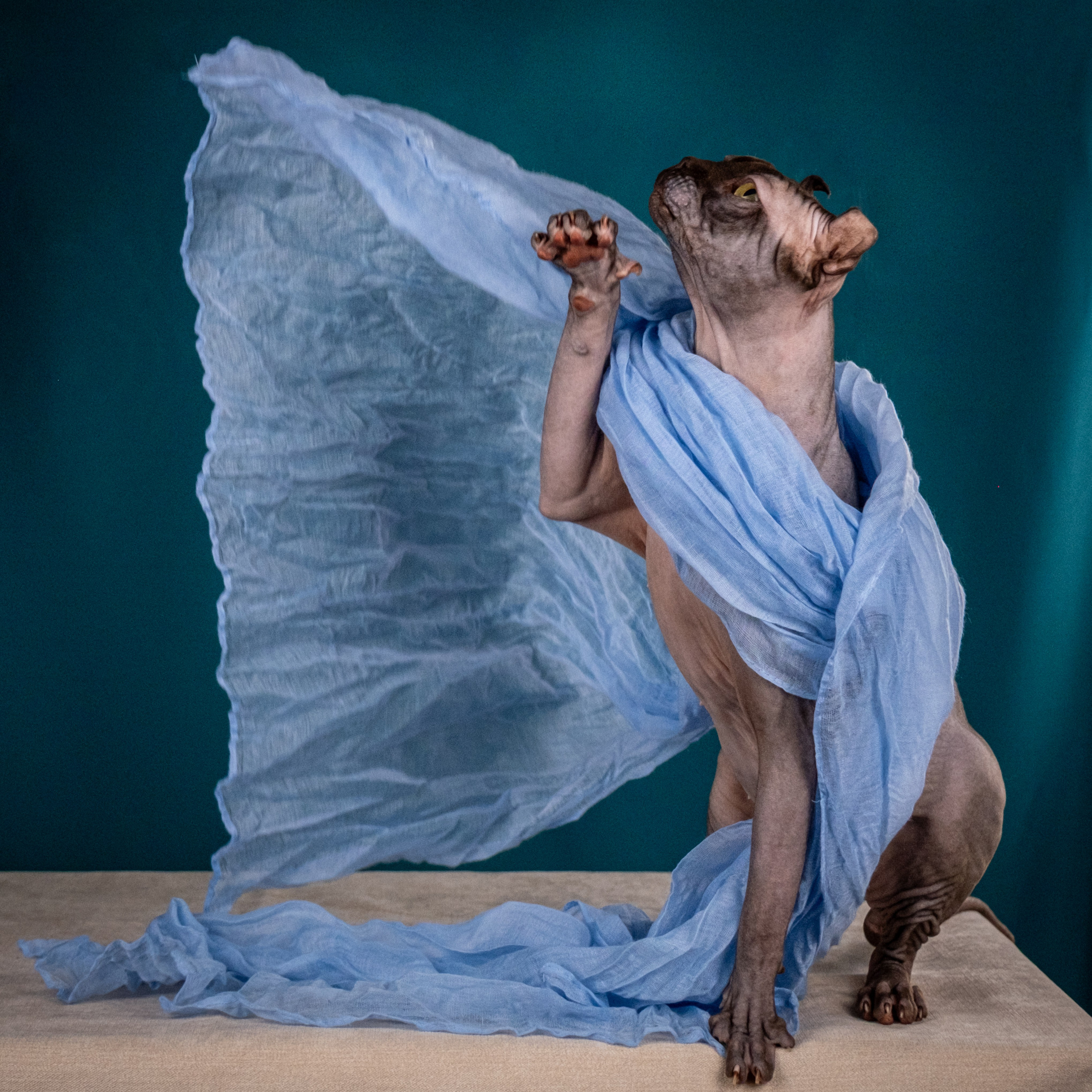 Невероятные сфинксы и эльфы для Ланы!. Зоофотограф, фотограф животных в Москве и области Дина Дамоцева