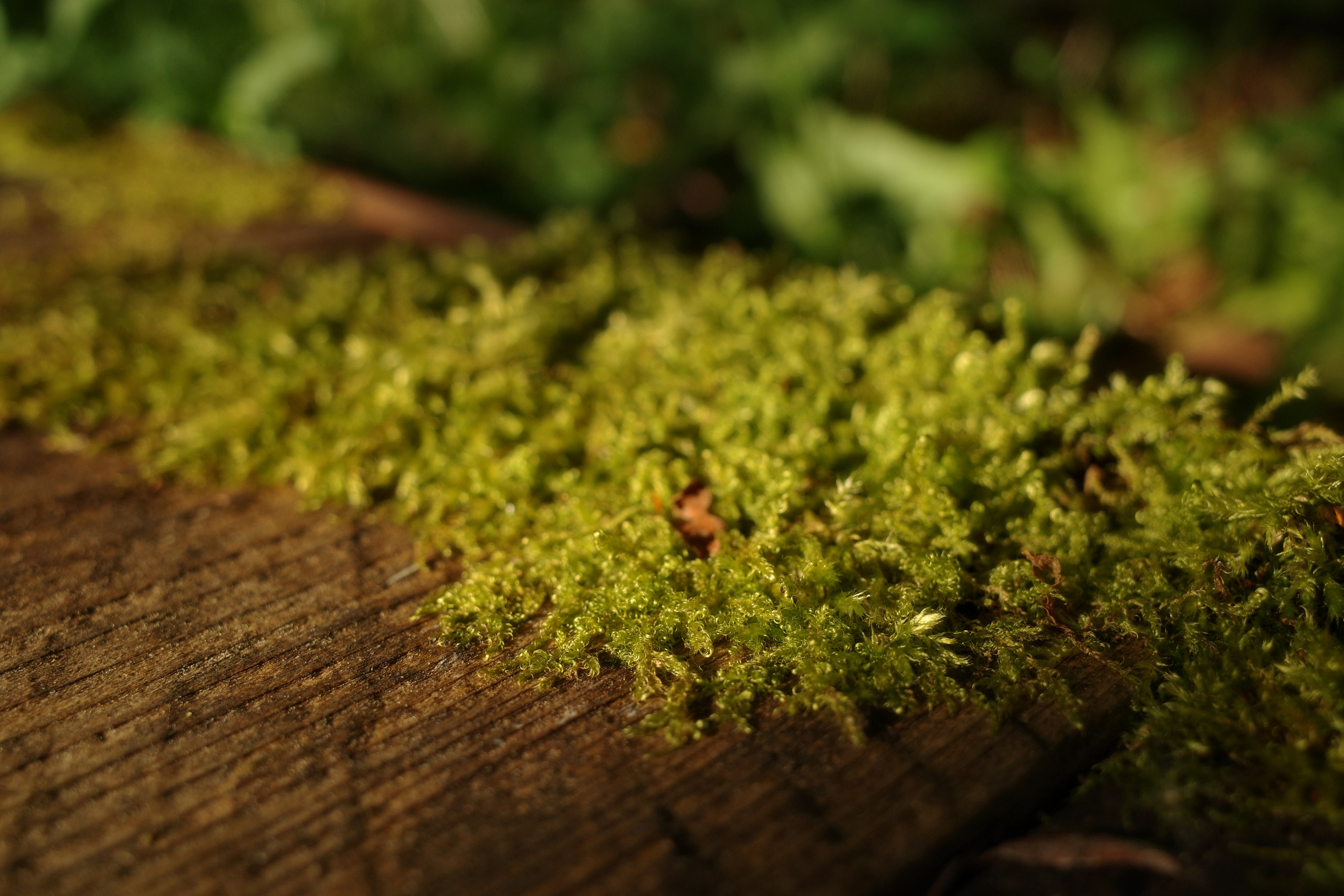 Галерея Ricoh GR3 HDF. Константин Устинов — фотограф