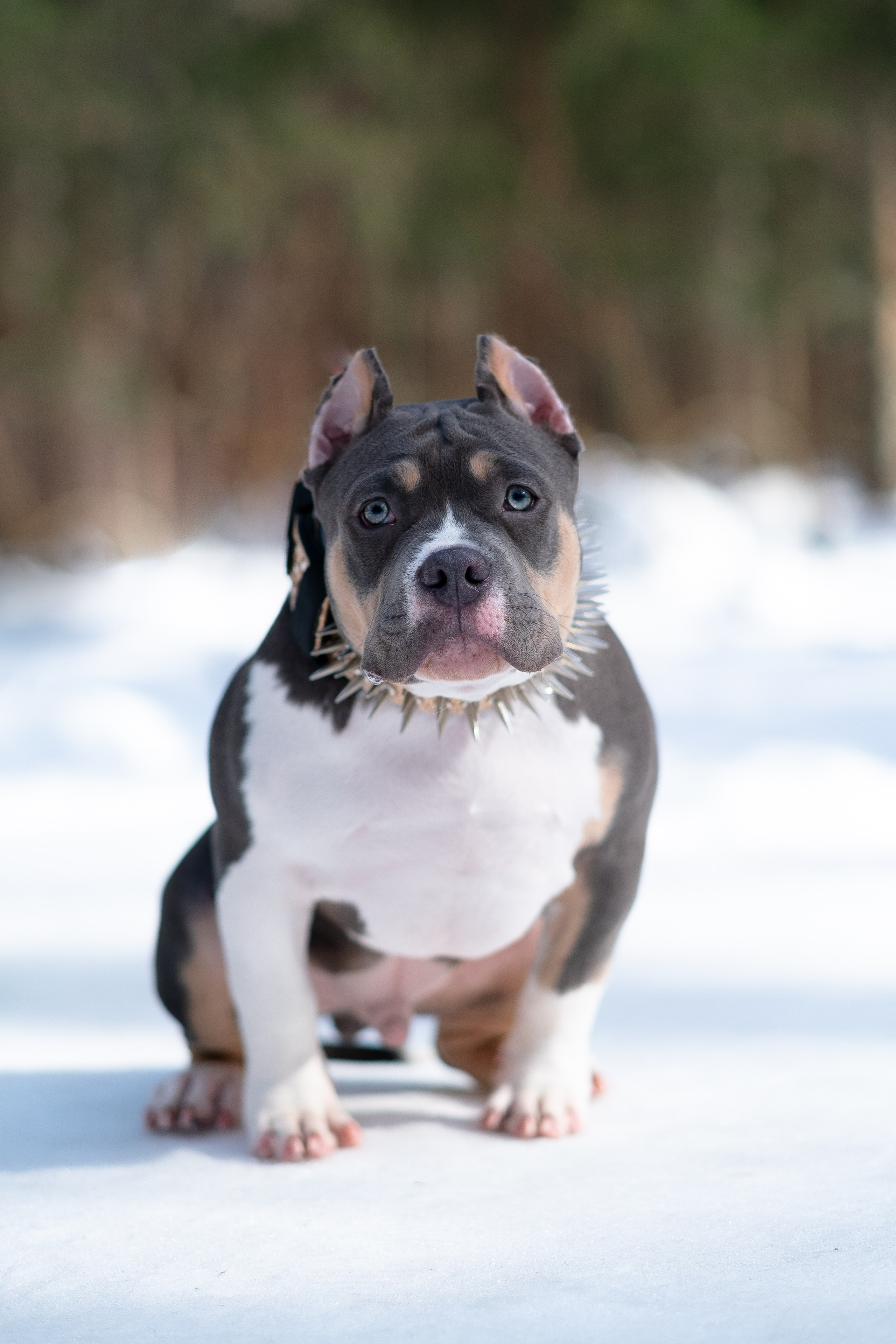 Валерия и Наган. Фотограф и видеограф анималист Аганина Дарья