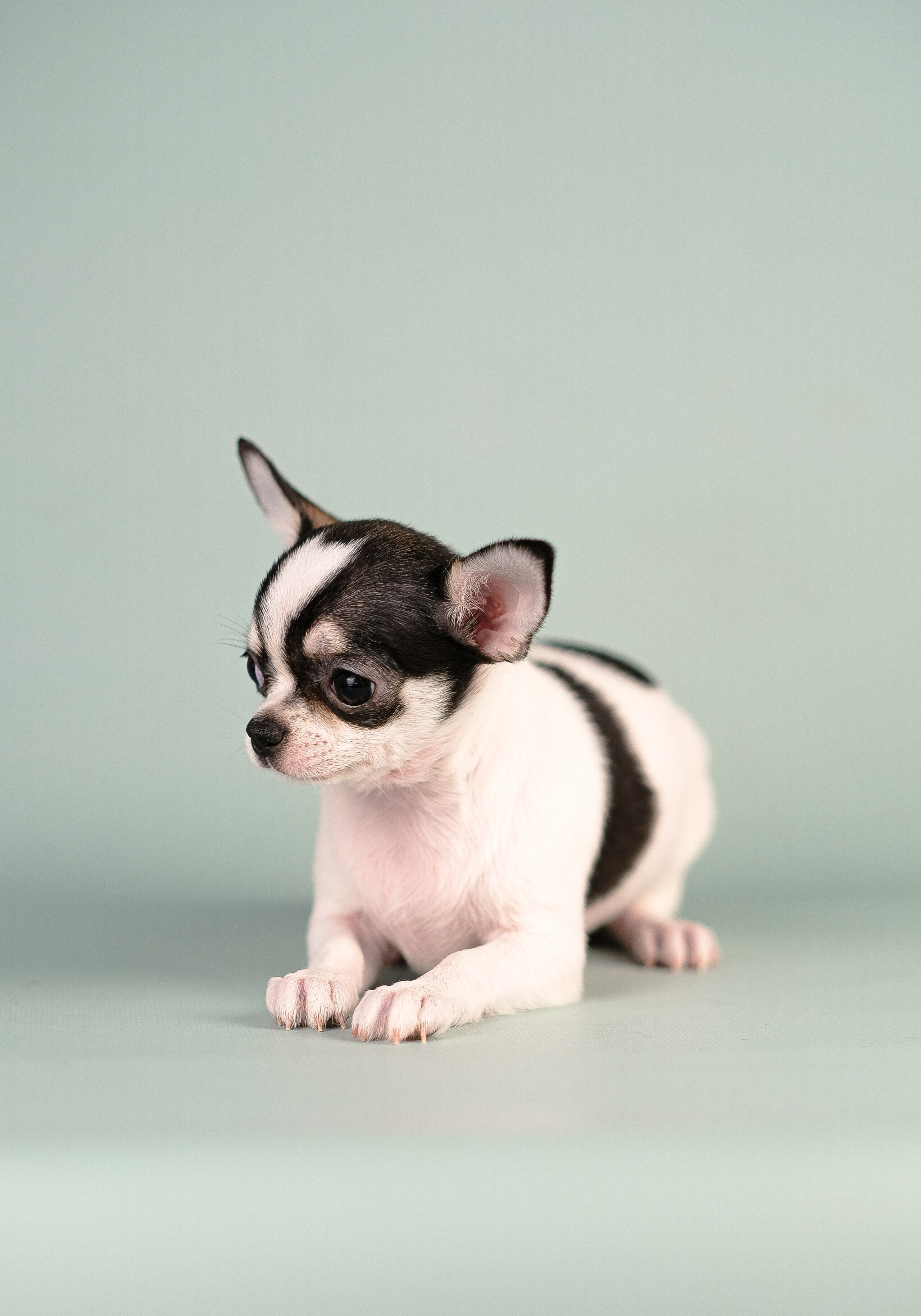 Чихуа хуа. Фотограф и видеограф анималист Аганина Дарья