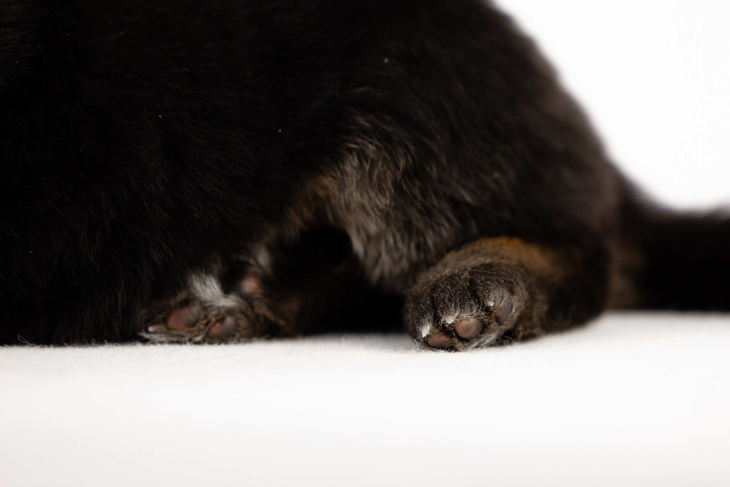 Немецкая овчарка. Фотограф и видеограф анималист Аганина Дарья