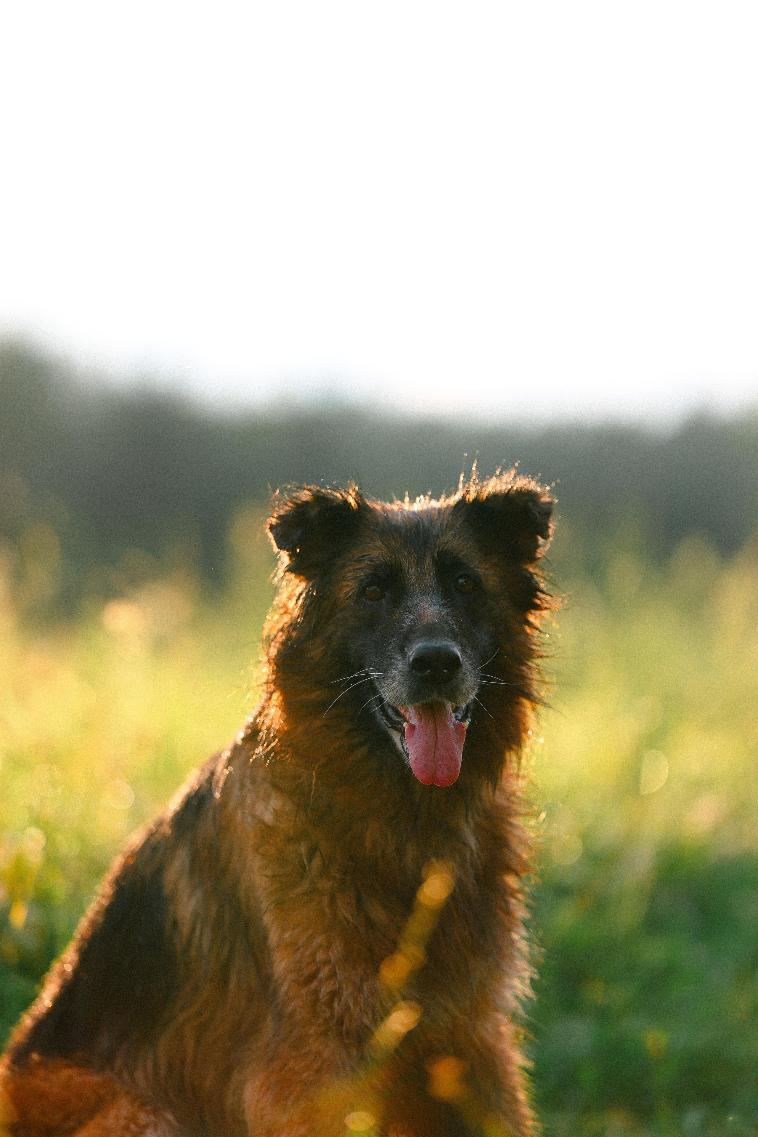 Алена, Фанни и Фрея. Фотограф и видеограф анималист Аганина Дарья