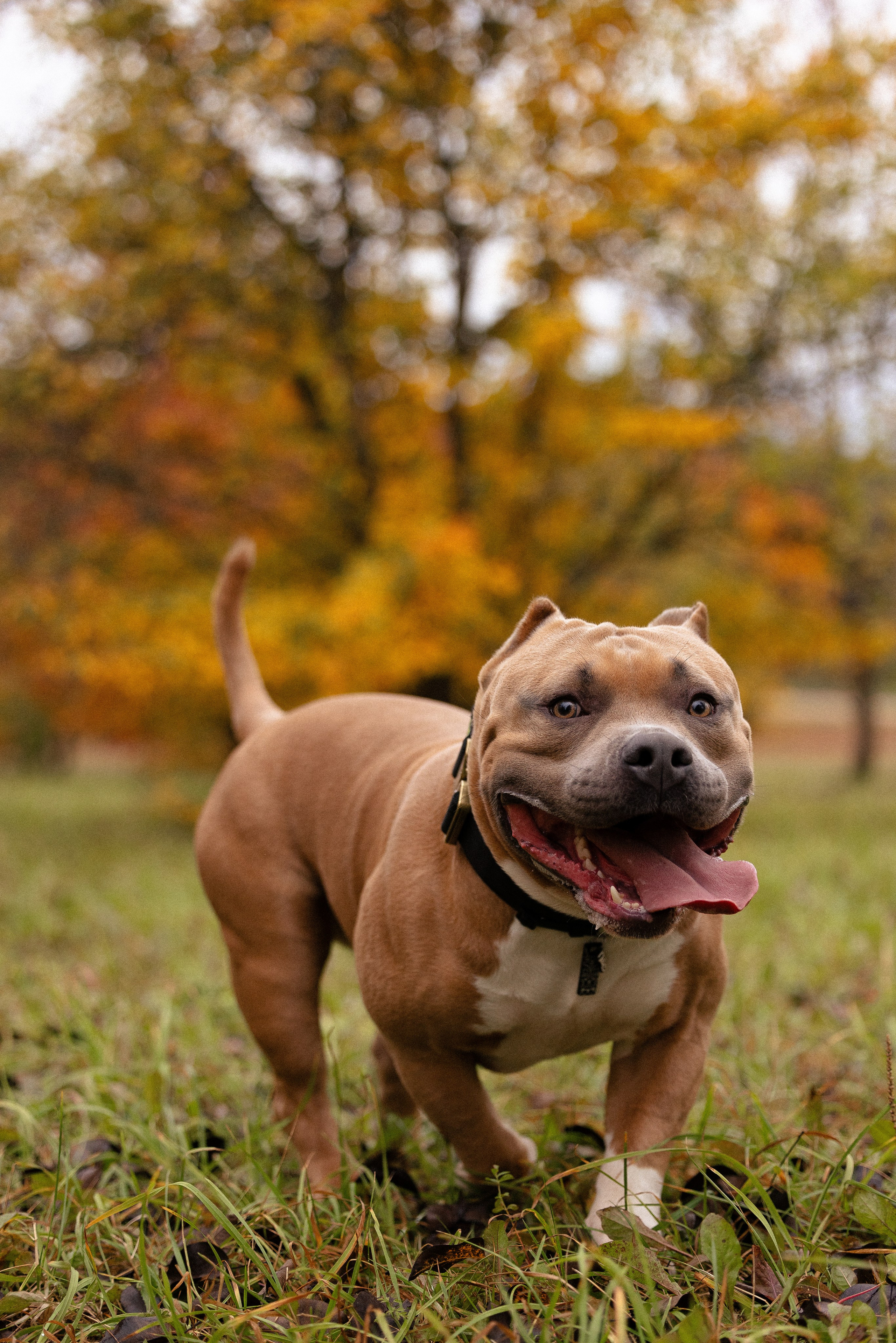 Алена и Тор. Фотограф и видеограф анималист Аганина Дарья