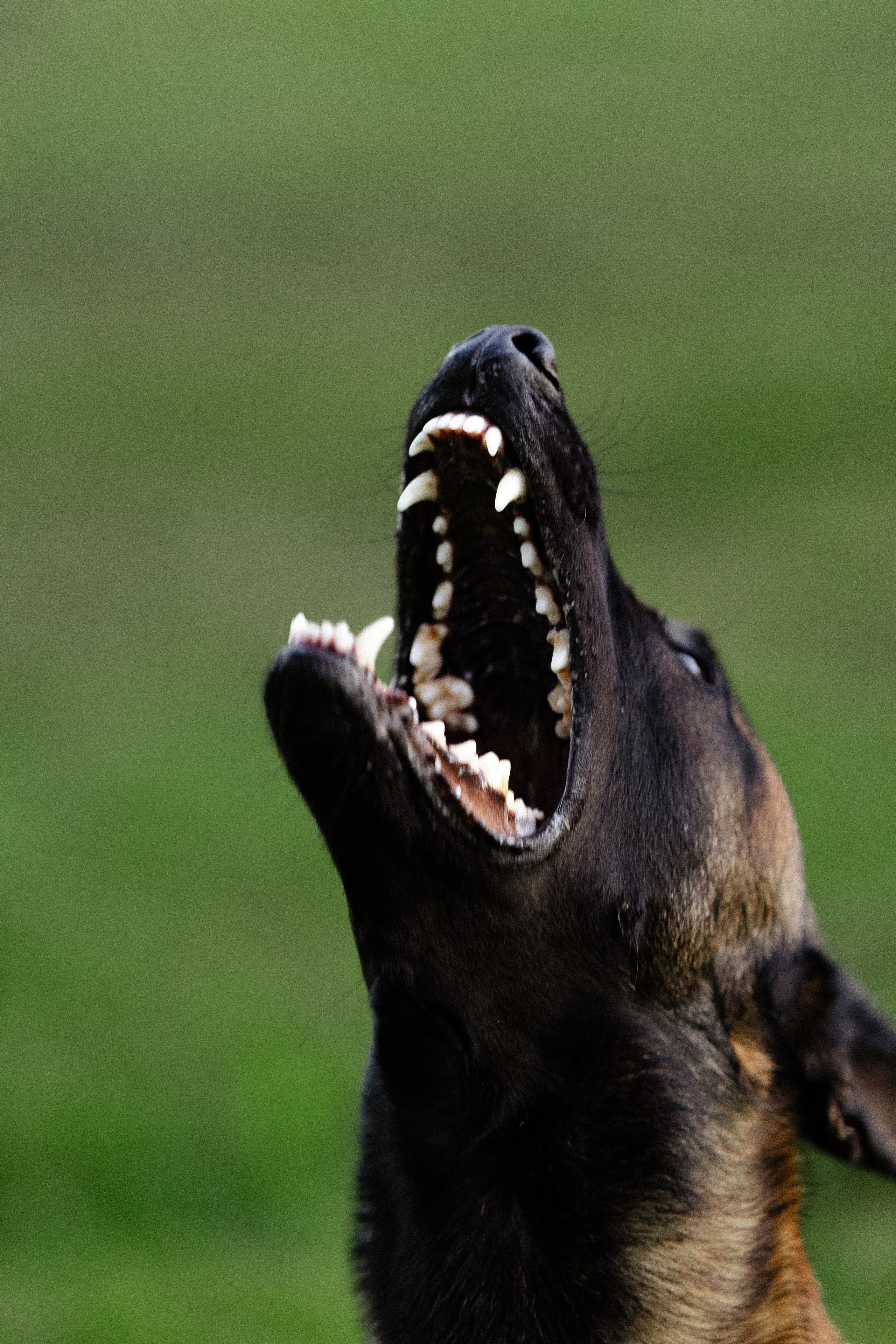 Галина и Кодекс. Фотограф и видеограф анималист Аганина Дарья