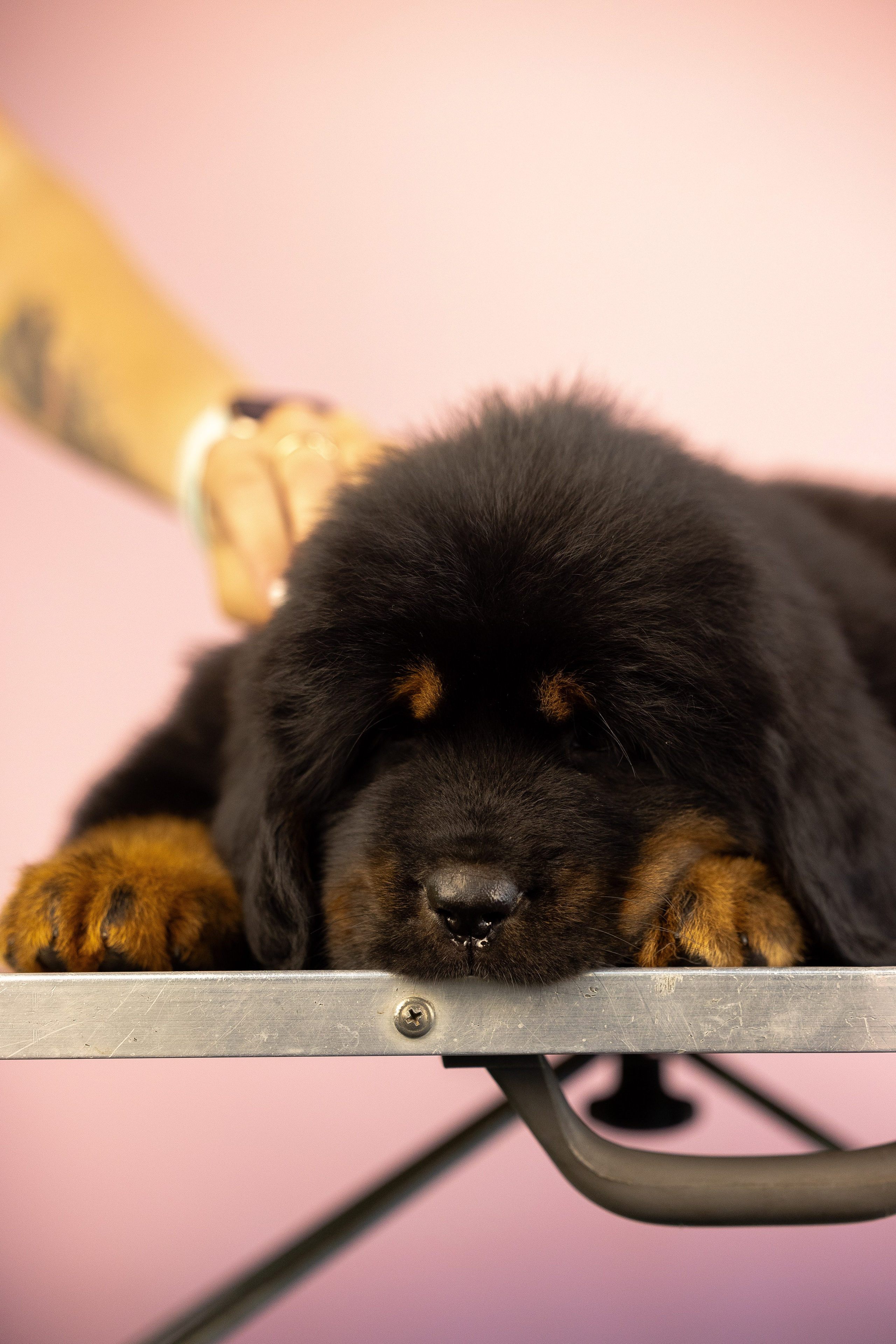 Тибетский мастиф. Фотограф и видеограф анималист Аганина Дарья