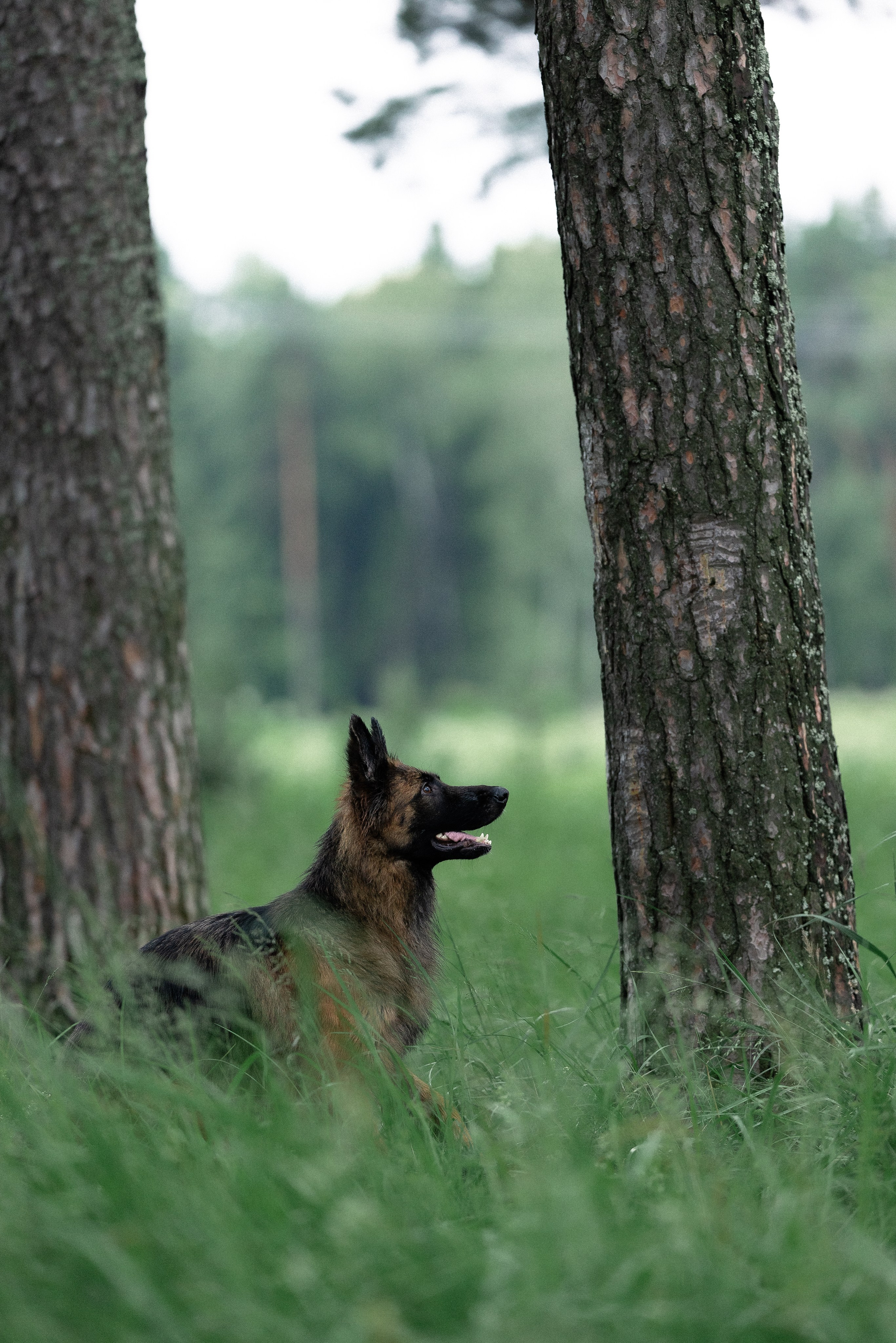 Алена, Фанни и Фрея. Фотограф и видеограф анималист Аганина Дарья