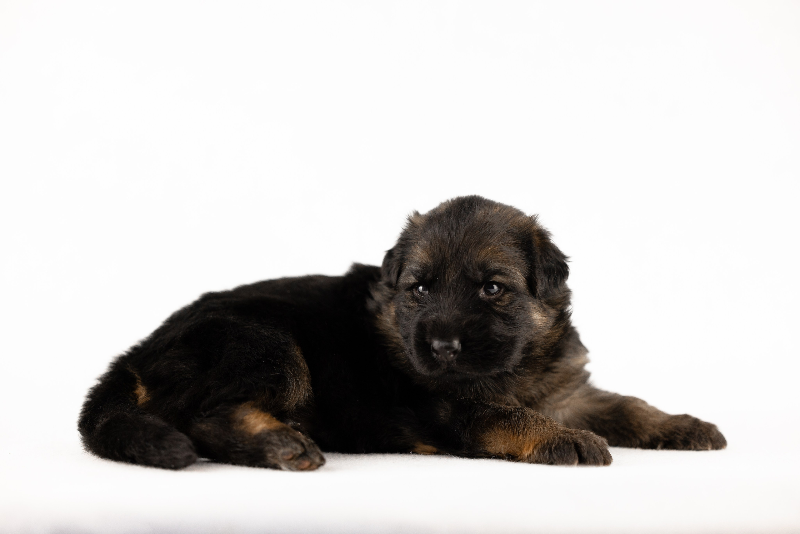 Немецкая овчарка. Фотограф и видеограф анималист Аганина Дарья