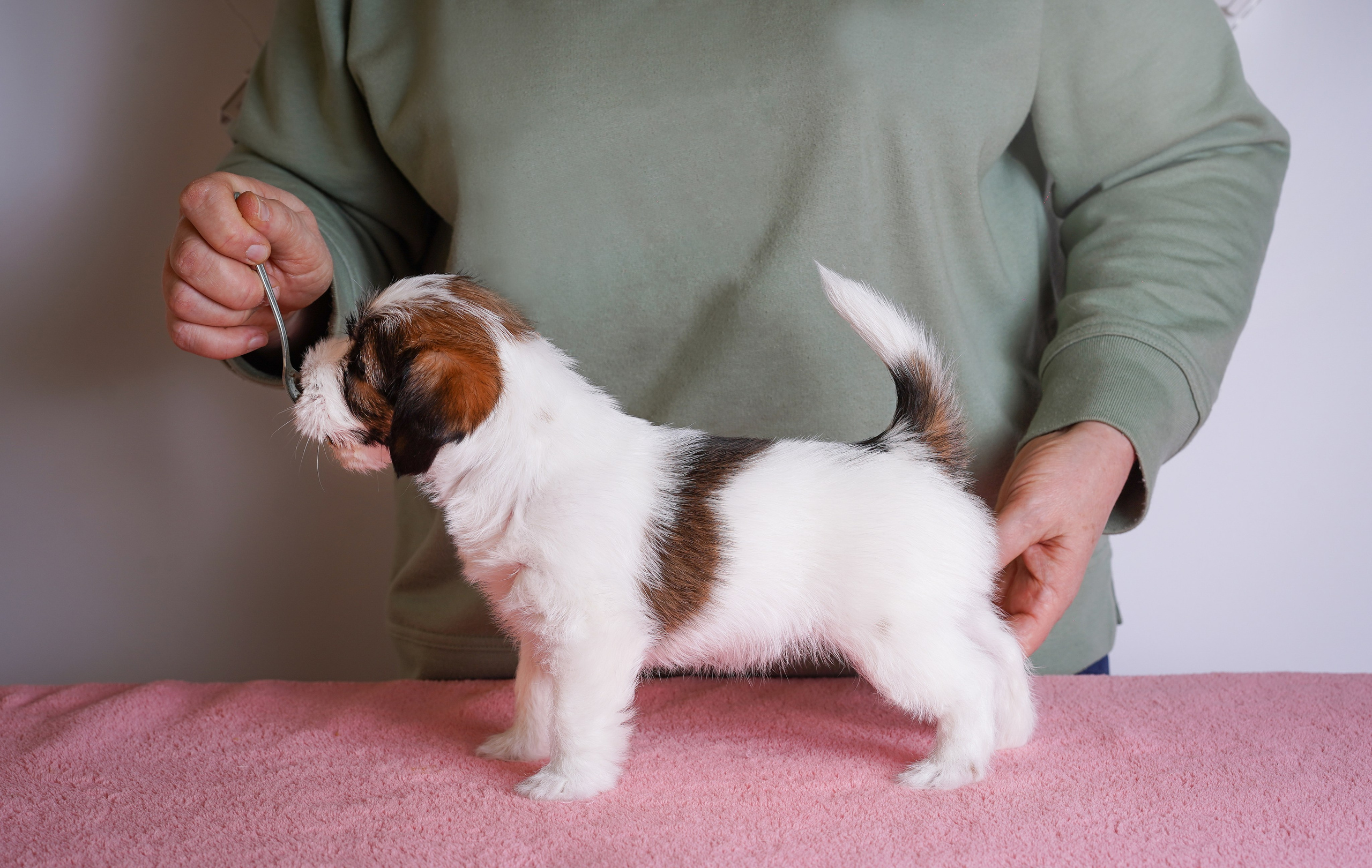 Щенки джек-рассела. Фотограф-анималист в Санкт-Петербурге Яна Мартынова