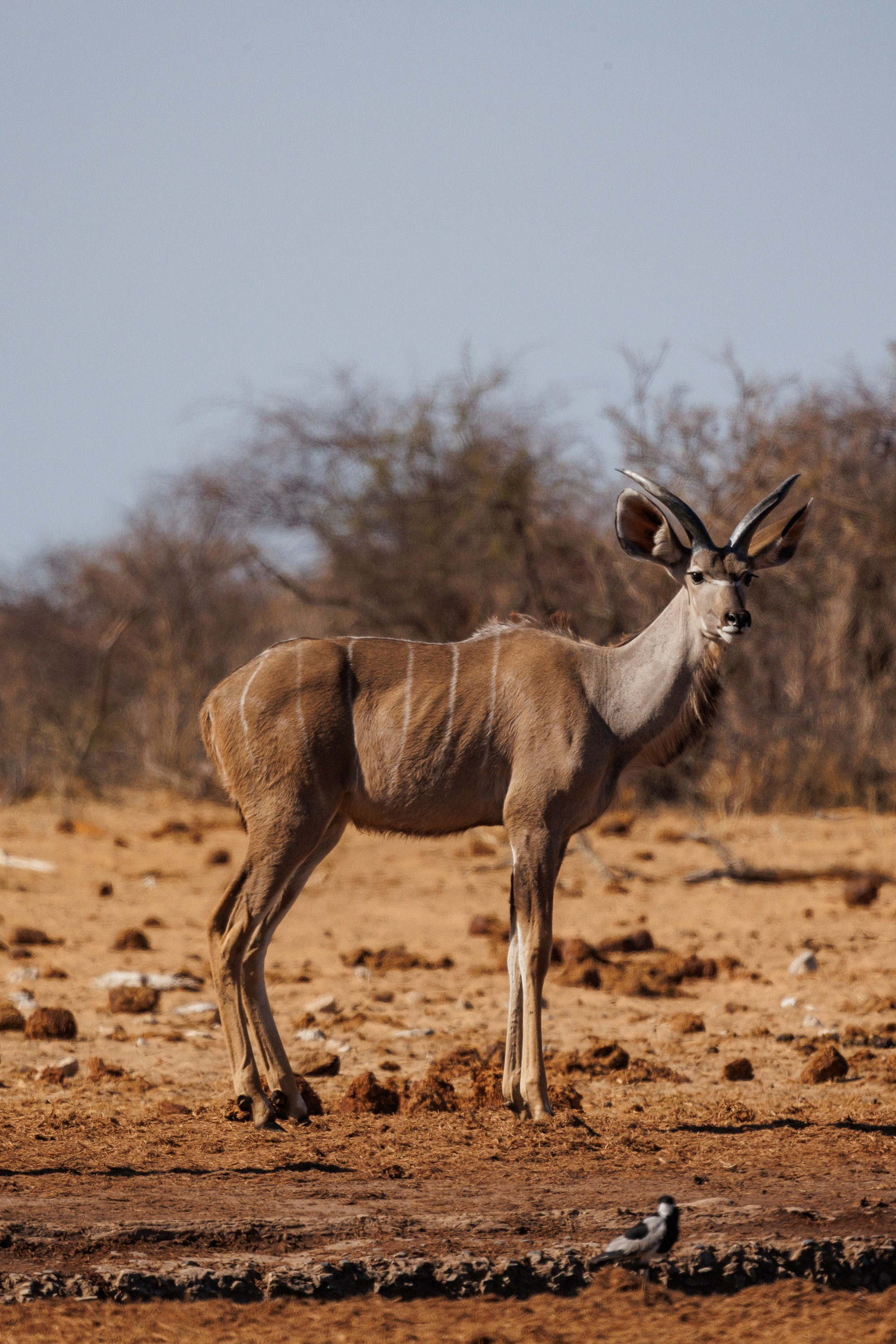 НАМИБИЯ. Роадтрип