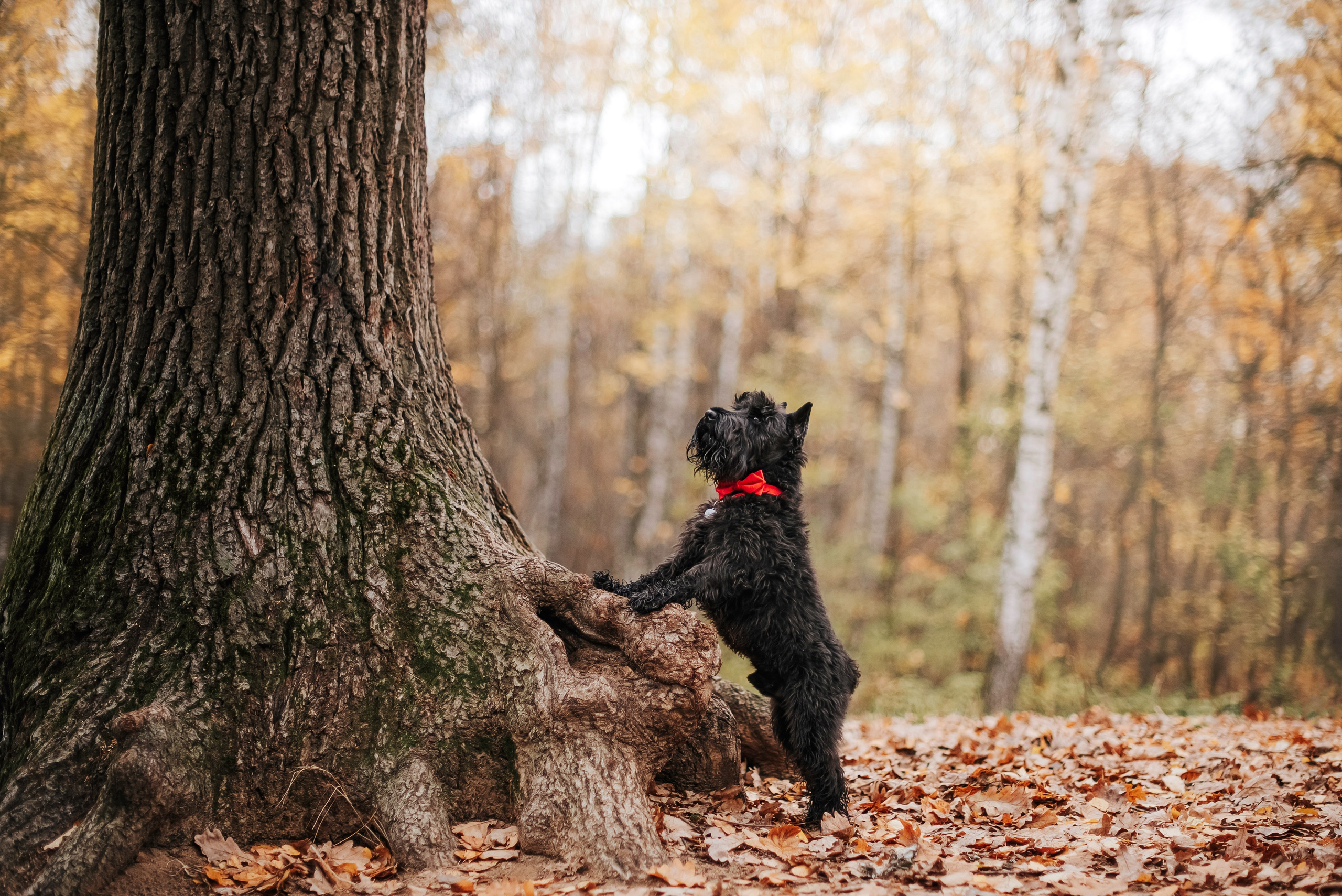 Фотограф-анималист Валерия, Москва, Мытищи