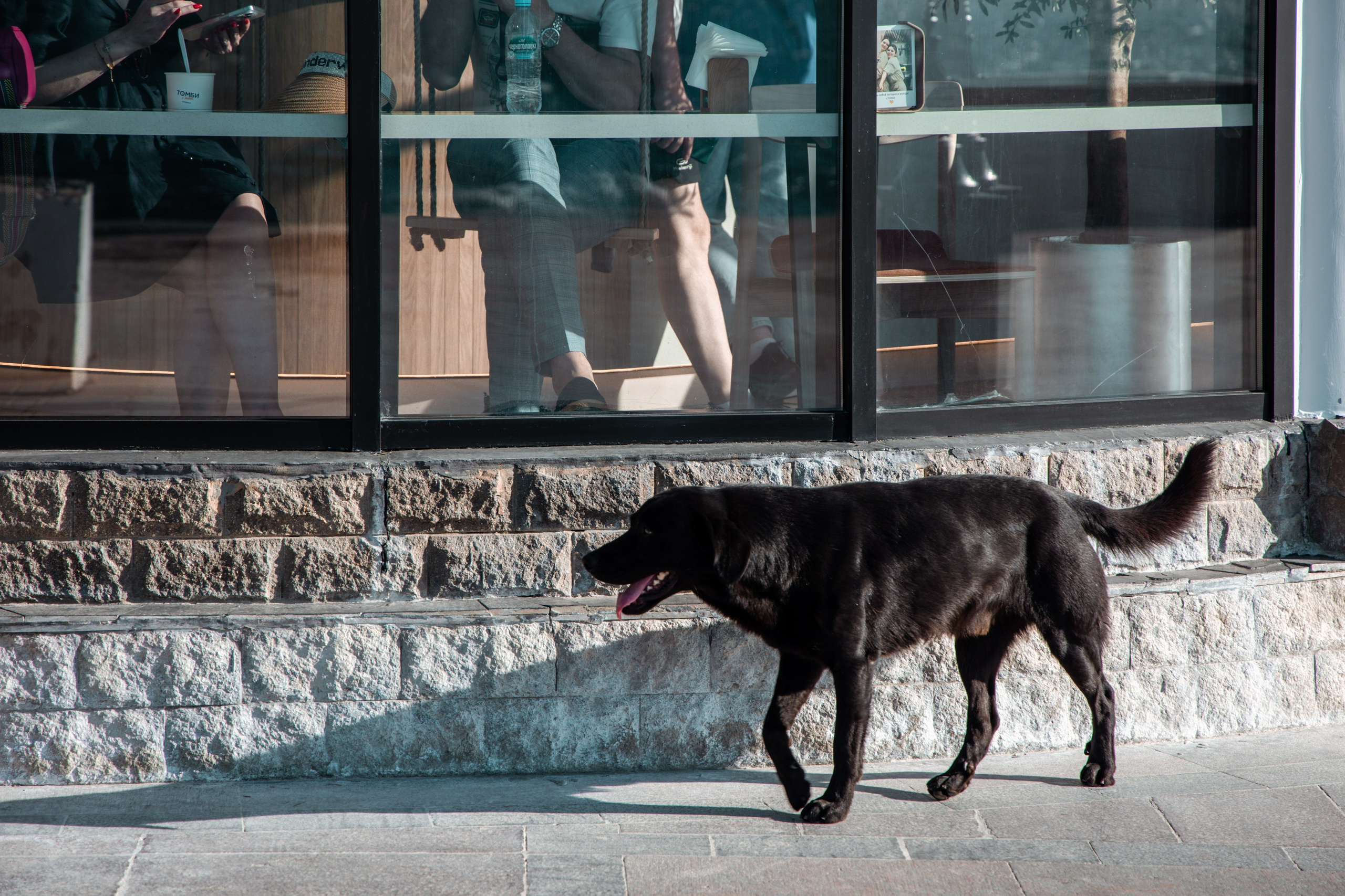 Фотограф Татьяна Марсуверских г. Жуковский, Москва и Мо. Репортажные съёмки, фотосессии,  фотограф анималист, фотосъёмка животных. Фотограф для маркетплейсов, фотоуслуги в Жуковском Татьяна Марсуверских