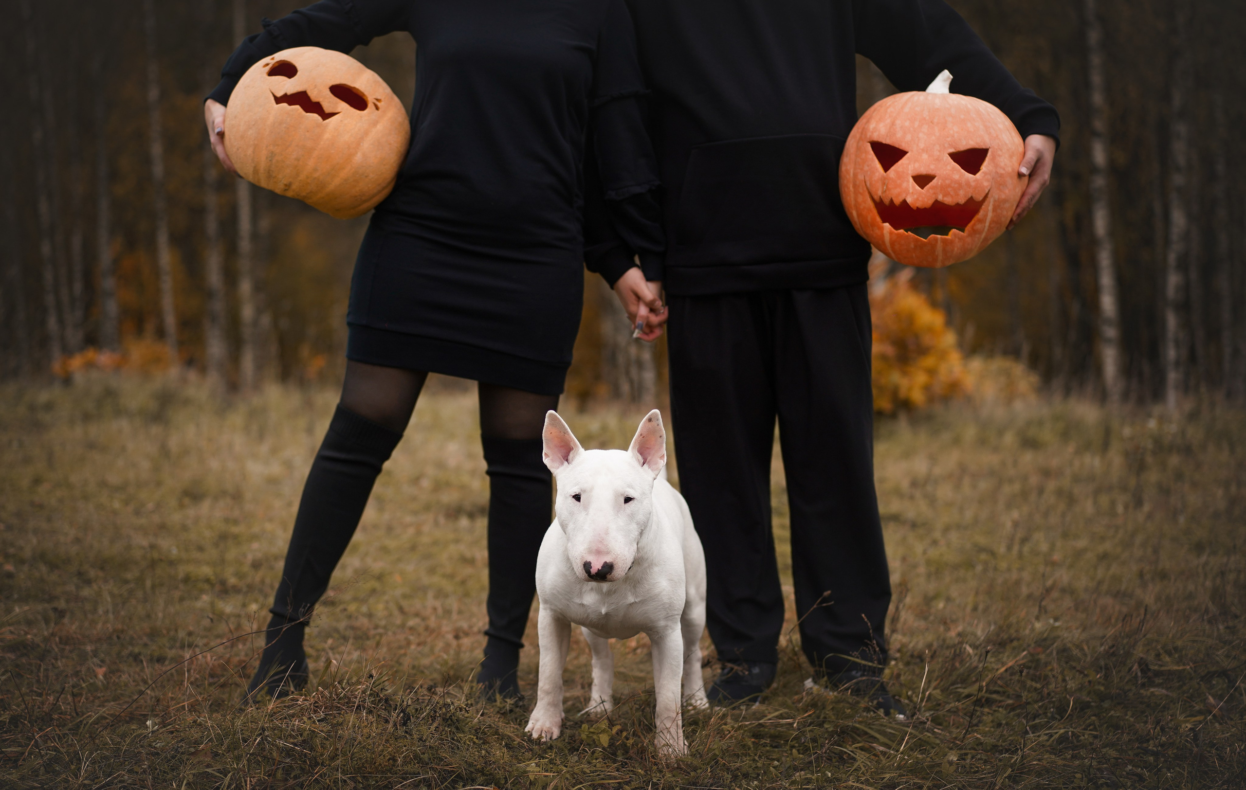 Настя Рома и Сахар Хелоуин. Фотограф-анималист в Санкт-Петербурге Яна Мартынова