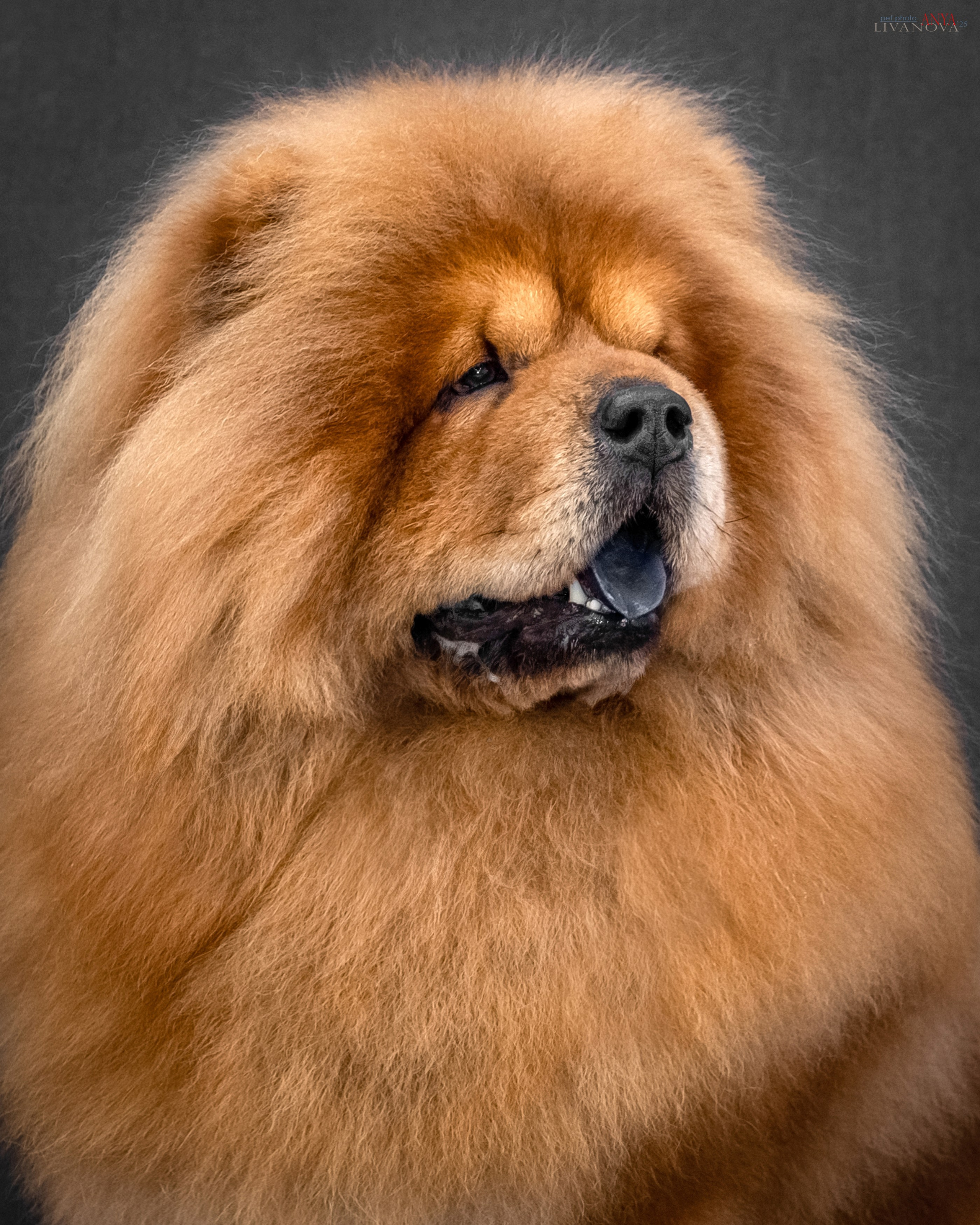 Дарик. Фотограф анималист Аня Ливанова | Рыбинск