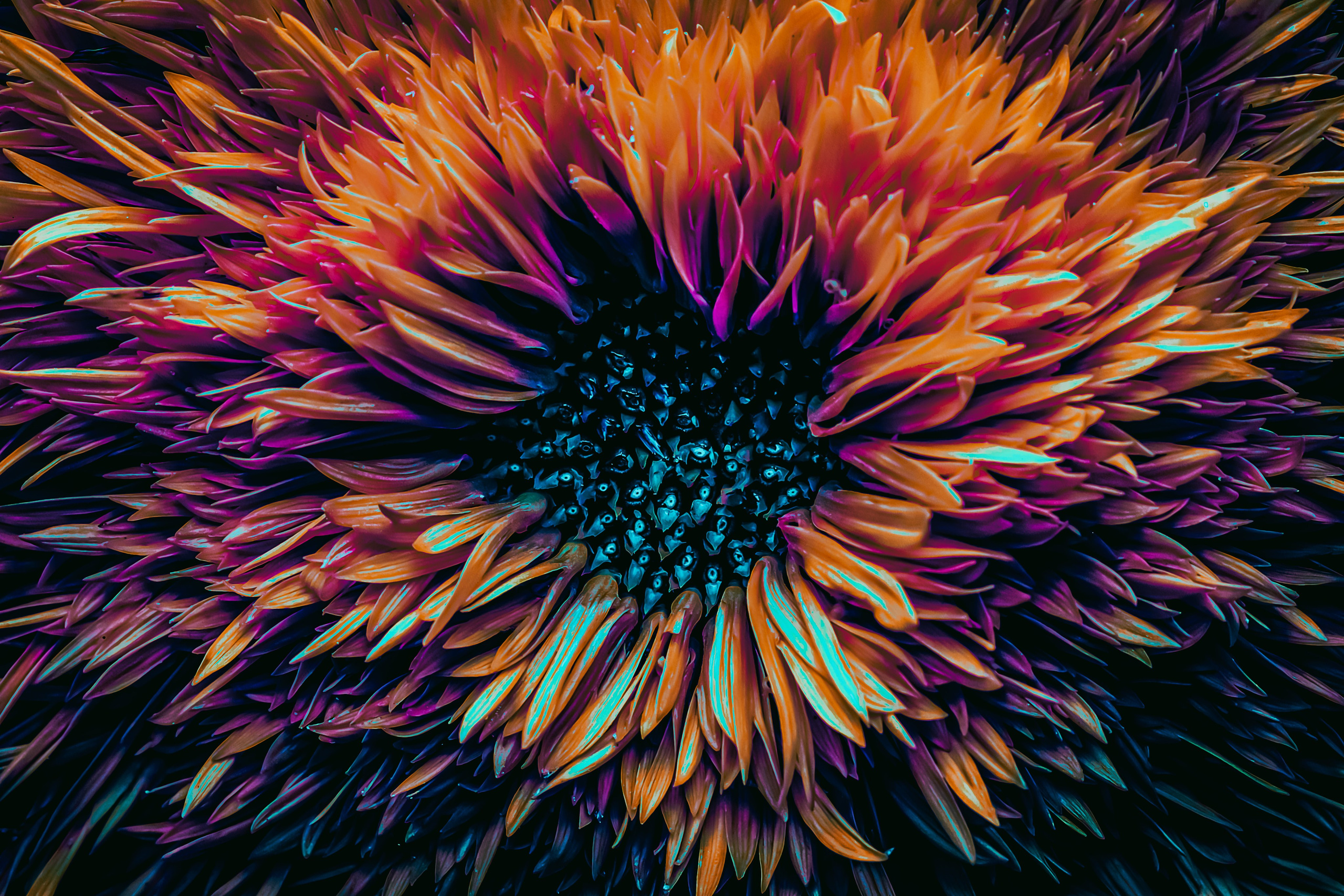 COLOURED FLOWERS. Eirene G |  Photoartist | Flowers from my garden