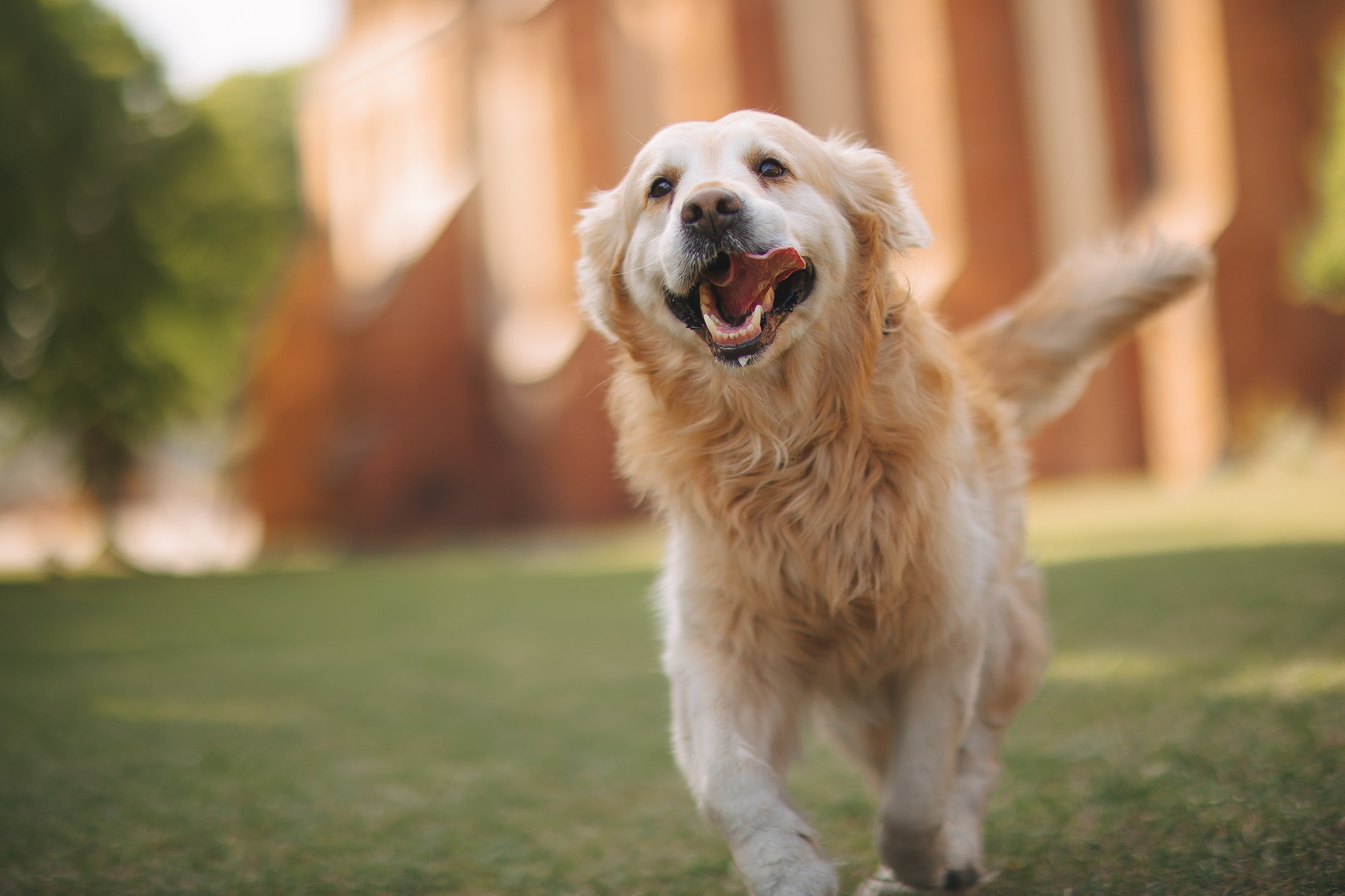 Золотистый ретривер Кант, Калининград. Свадебный и женский фотограф