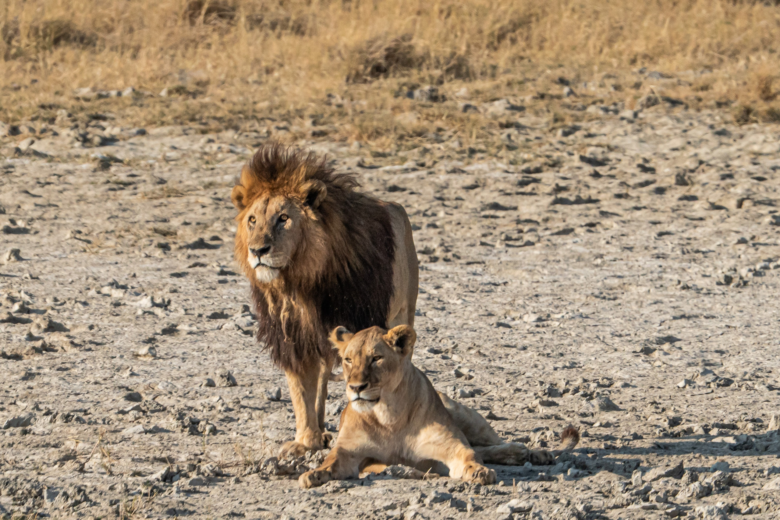 Танзания, сафари, 2025. Творческие сьемки