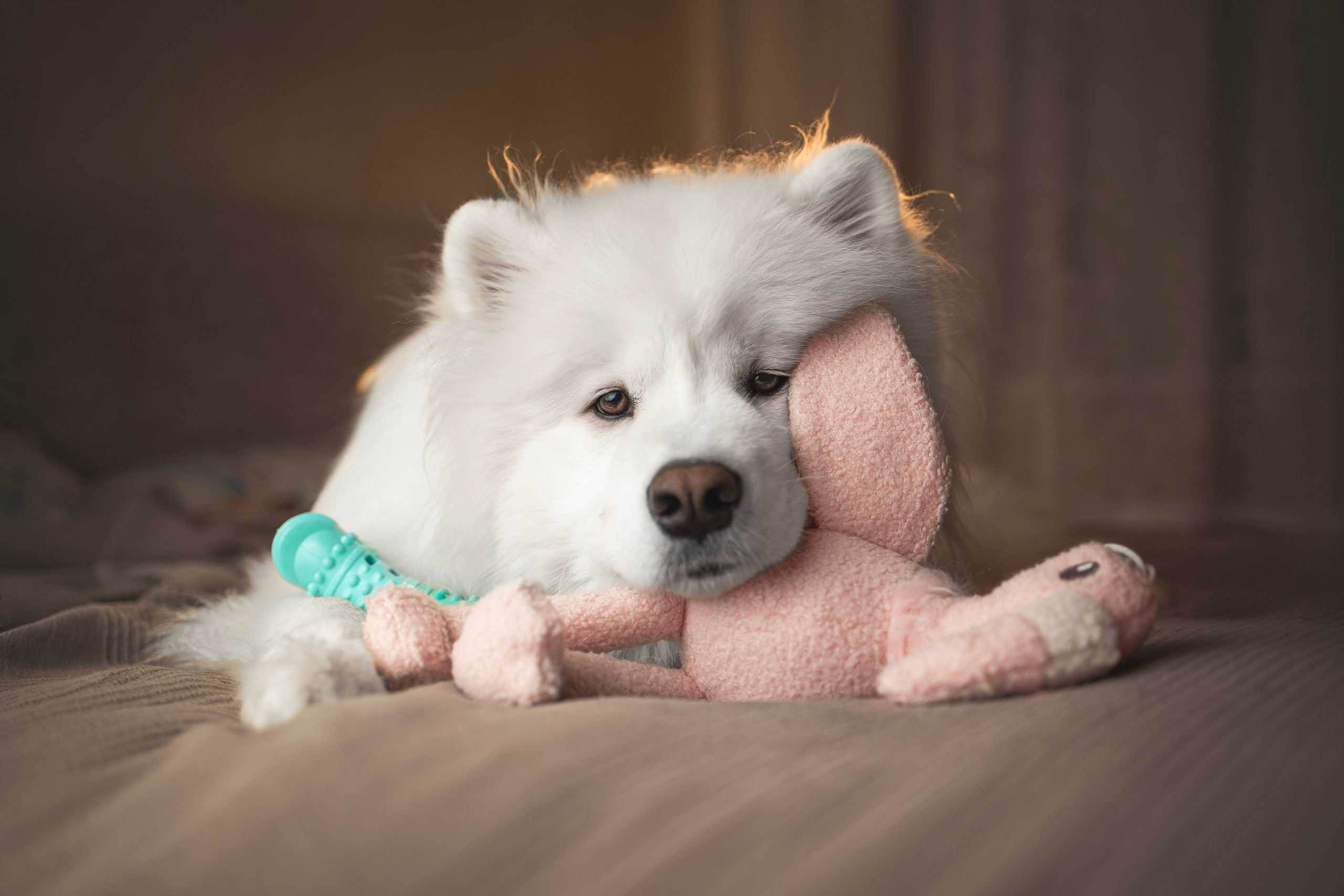 Для брендов. Фотограф анималист в Москве Майорова Евгения