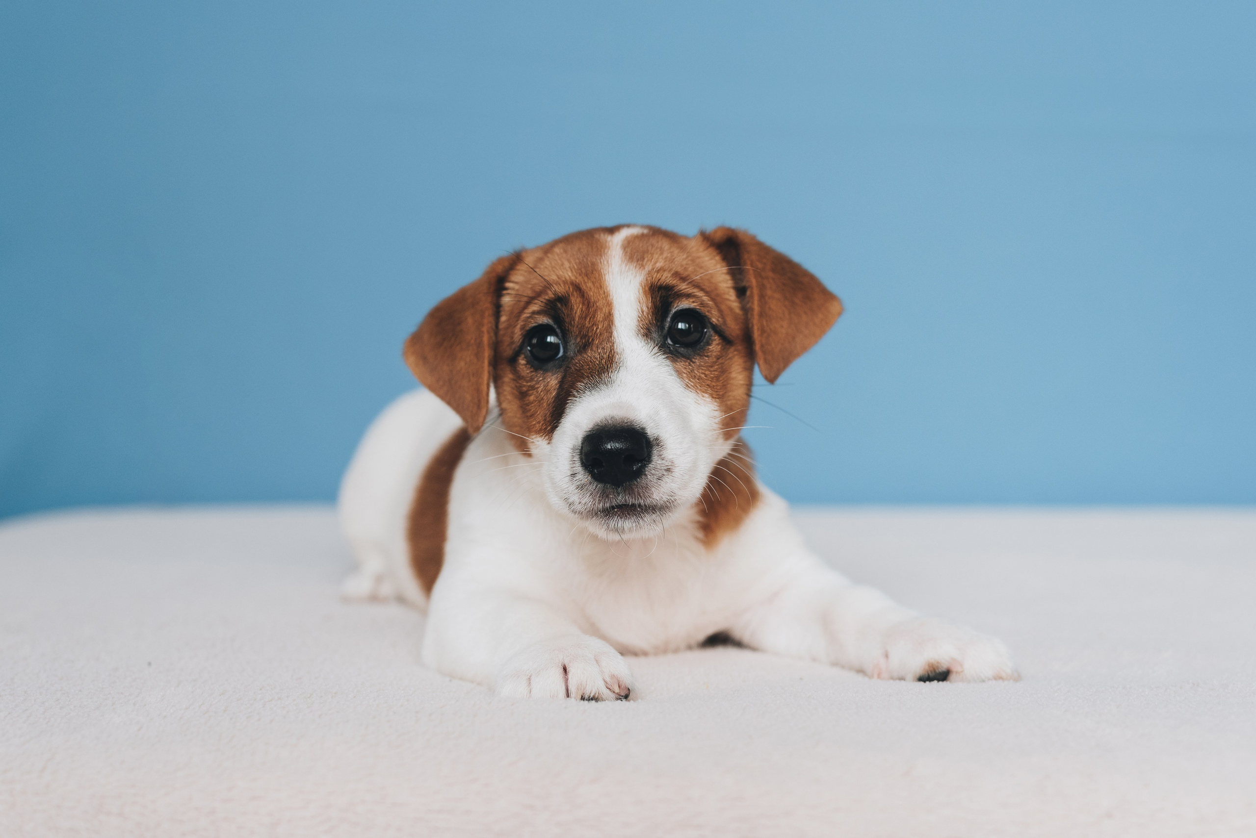 Jack Russell Terrier. Natalia Finch Photography — Family, Kids & Pet Photographer in Chicago, IL