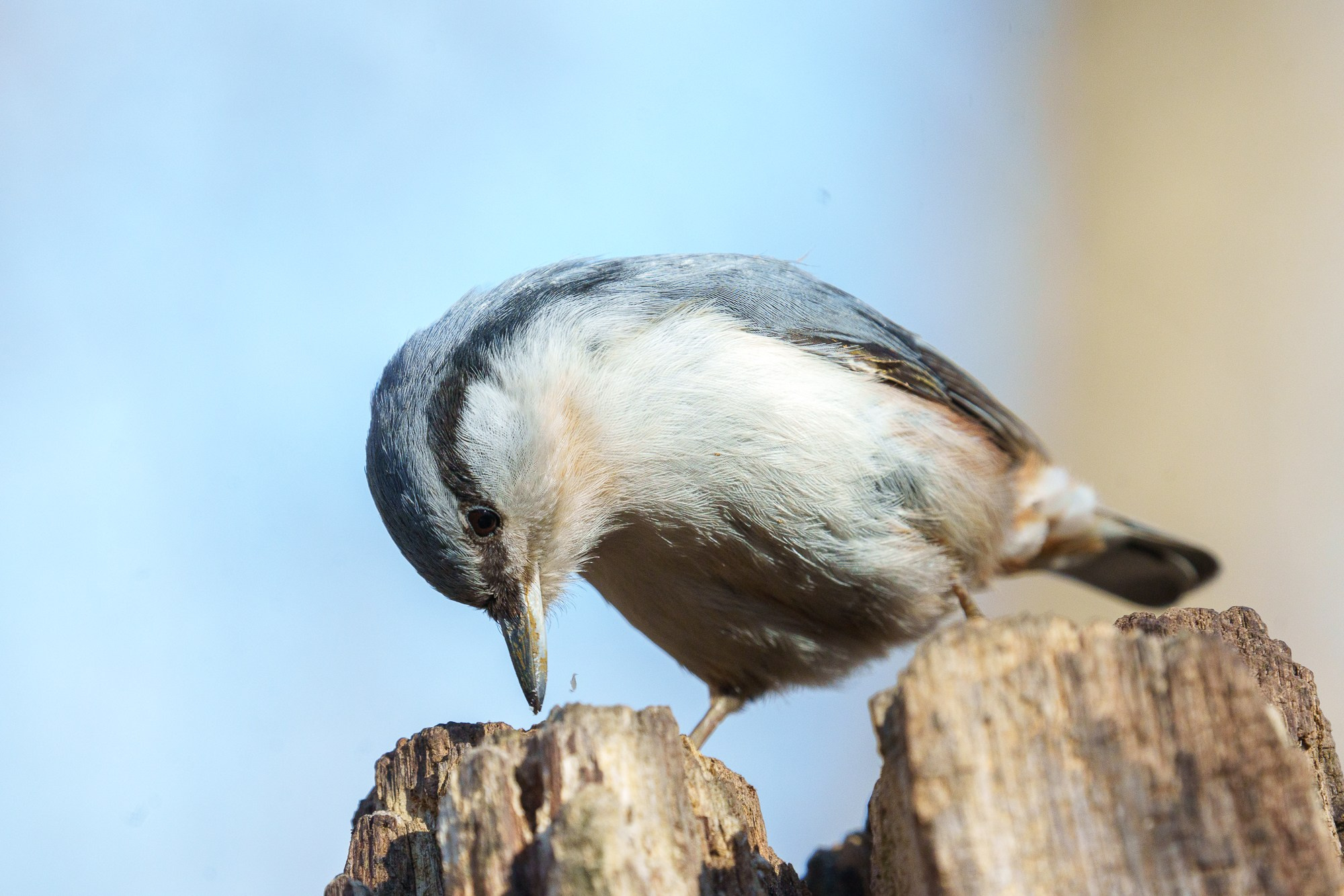 Удивительные мир птиц. Вокруг нас столько прекрасного — присмотритесь!. Ваш личный фотограф Марина Волкова