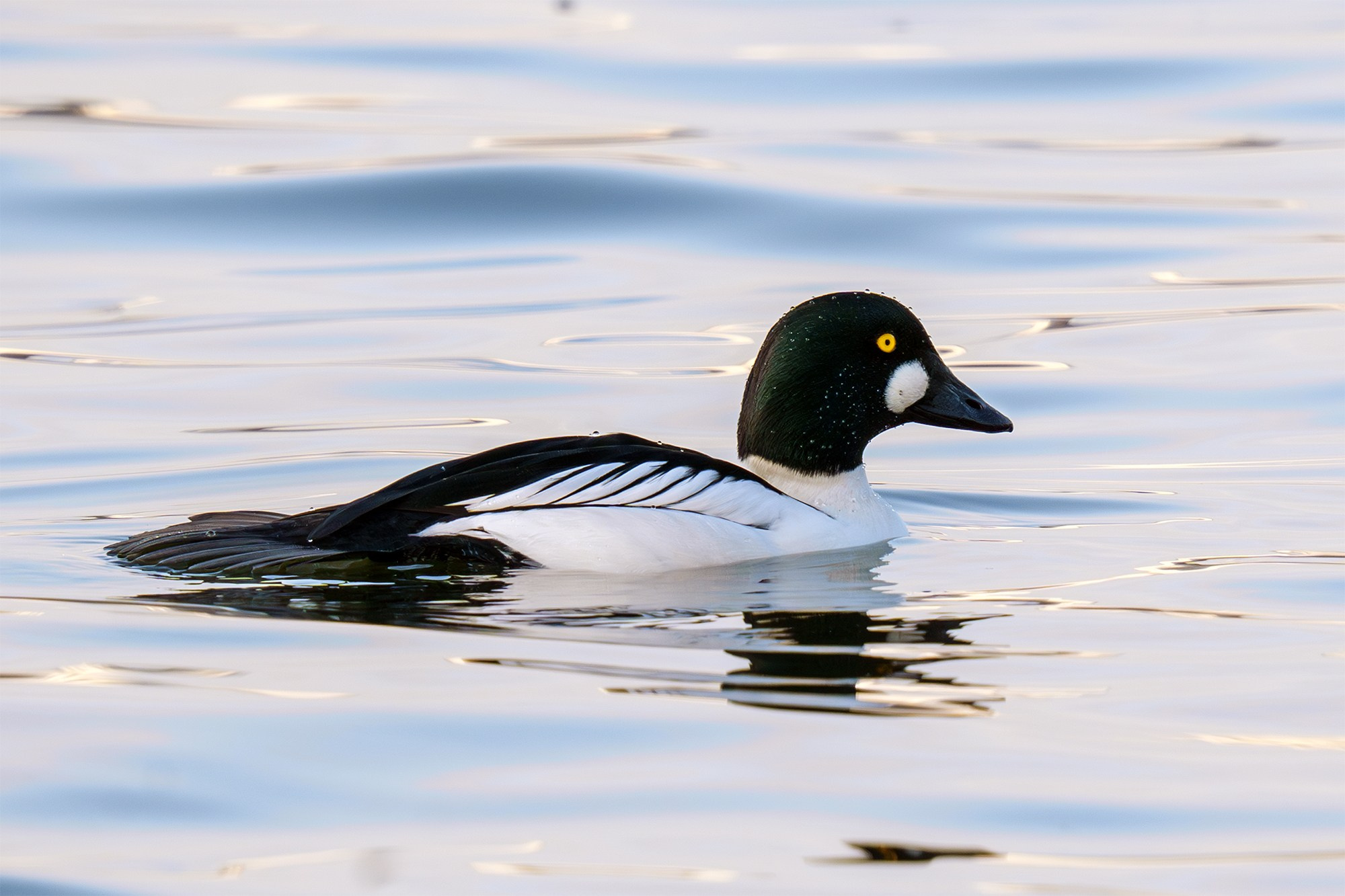 Удивительные мир птиц. Вокруг нас столько прекрасного — присмотритесь!. Ваш личный фотограф Марина Волкова
