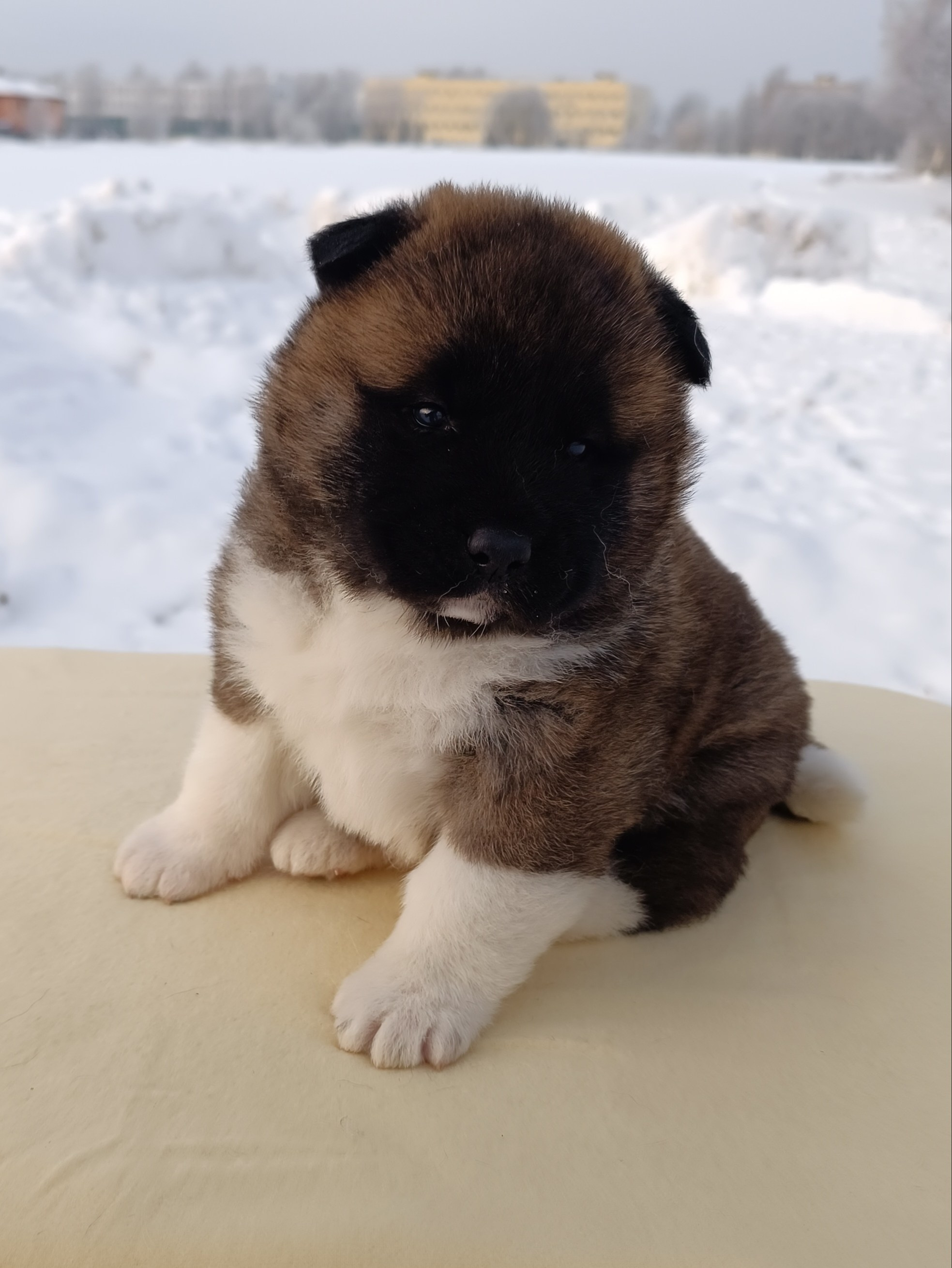 Rubylight Cirrus. Американская акита I Сиба ину I Питомник RUBYLIGHT