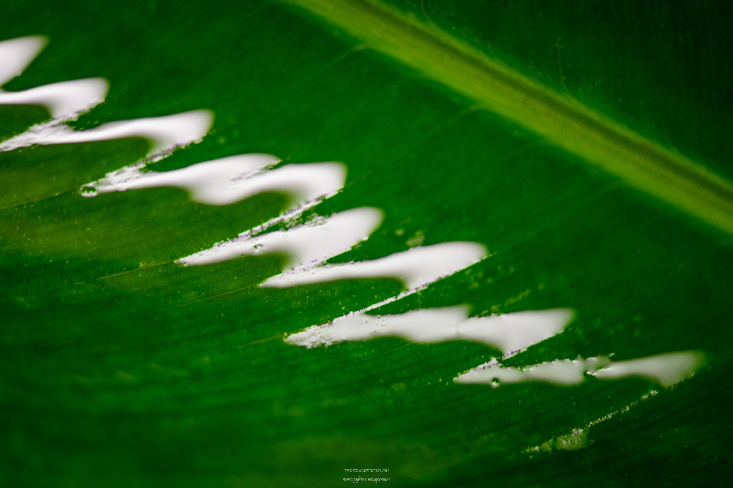 Все оттенки зелёного. Авторские стильные фотокартины