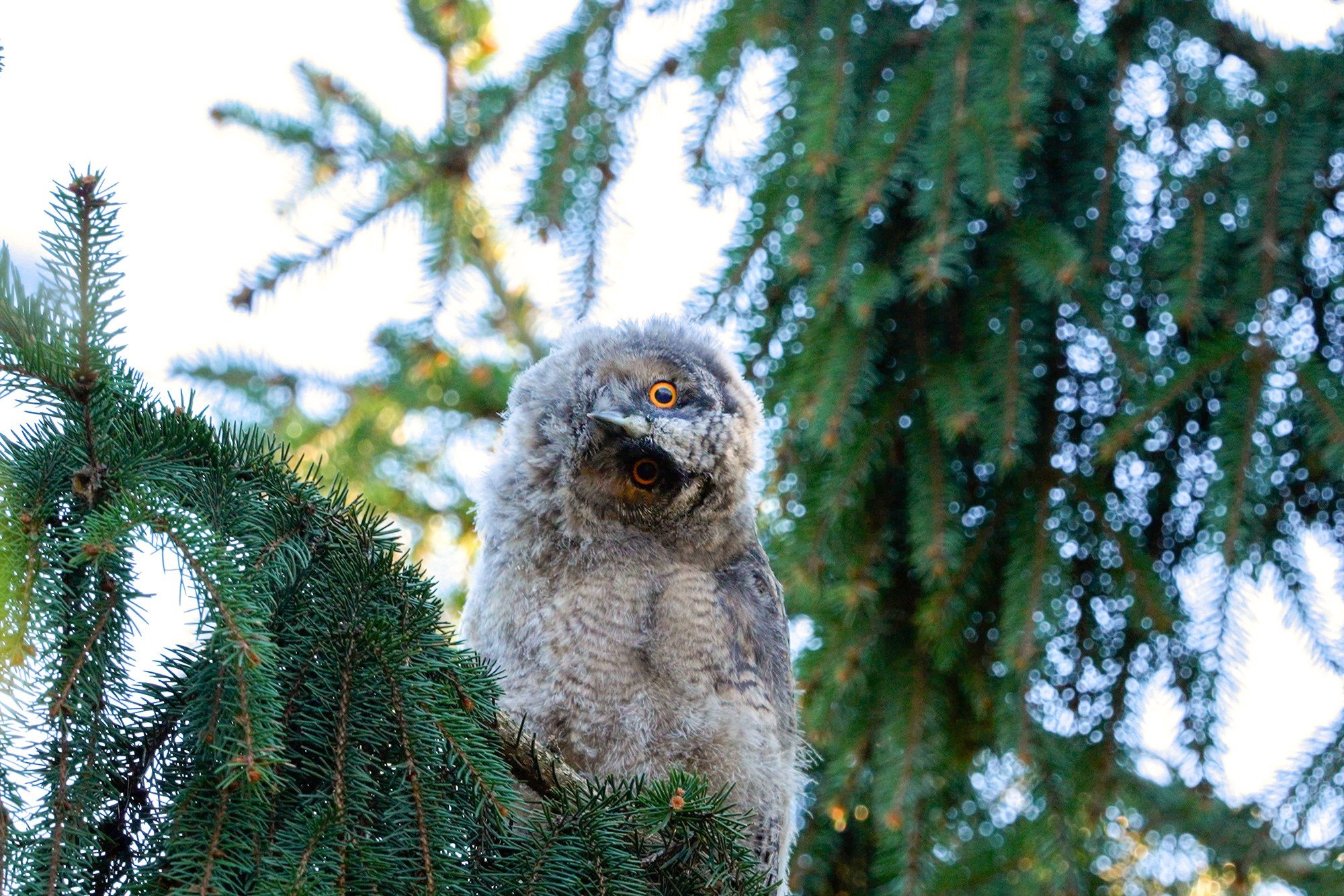 Удивительные мир птиц. Вокруг нас столько прекрасного — присмотритесь!. Ваш личный фотограф Марина Волкова