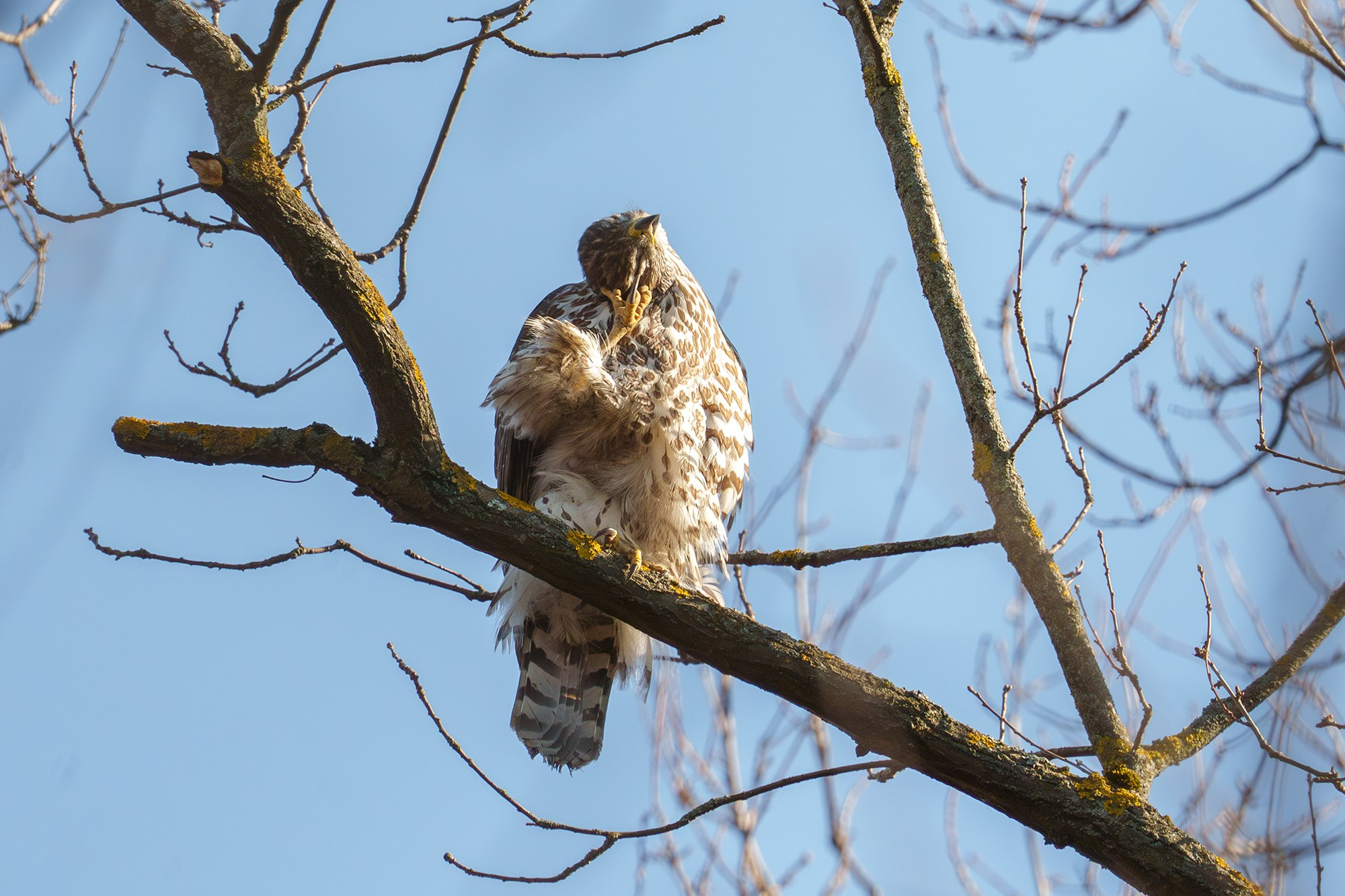 Удивительные мир птиц. Вокруг нас столько прекрасного — присмотритесь!. Ваш личный фотограф Марина Волкова