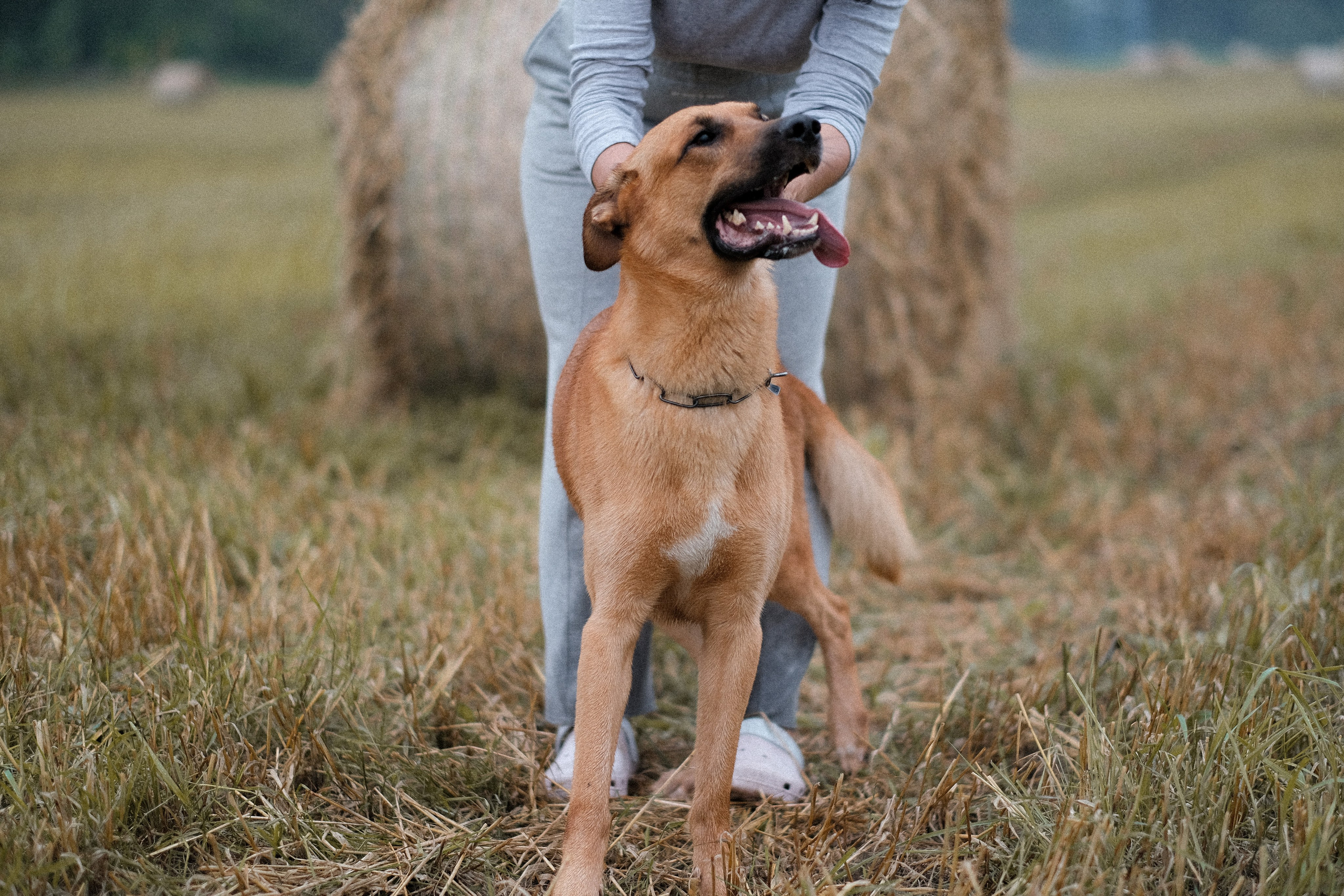 Тео и Оля. Фотограф и видеограф анималист Аганина Дарья