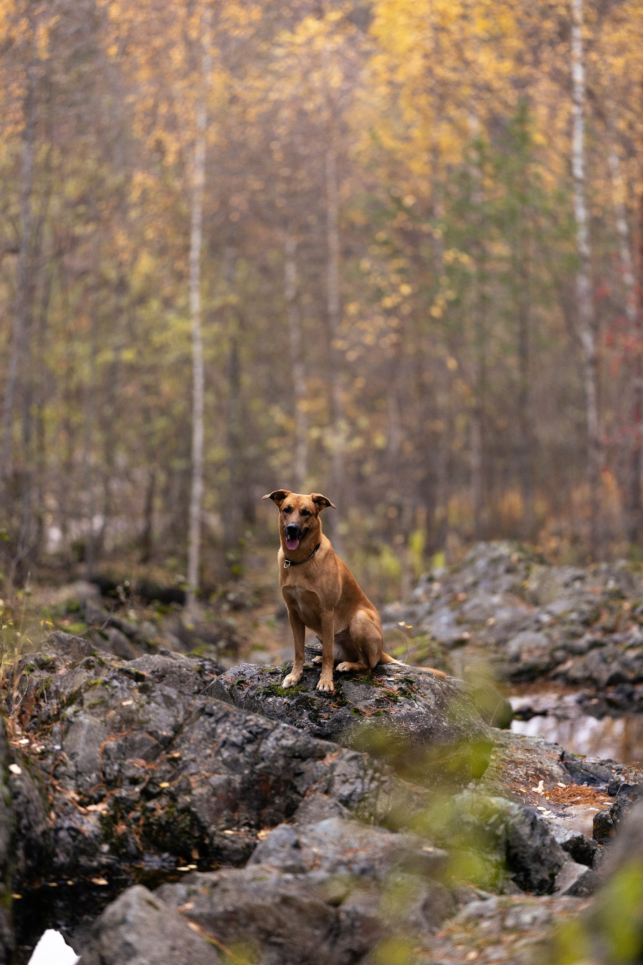 Karelia. Фотограф и видеограф анималист Аганина Дарья
