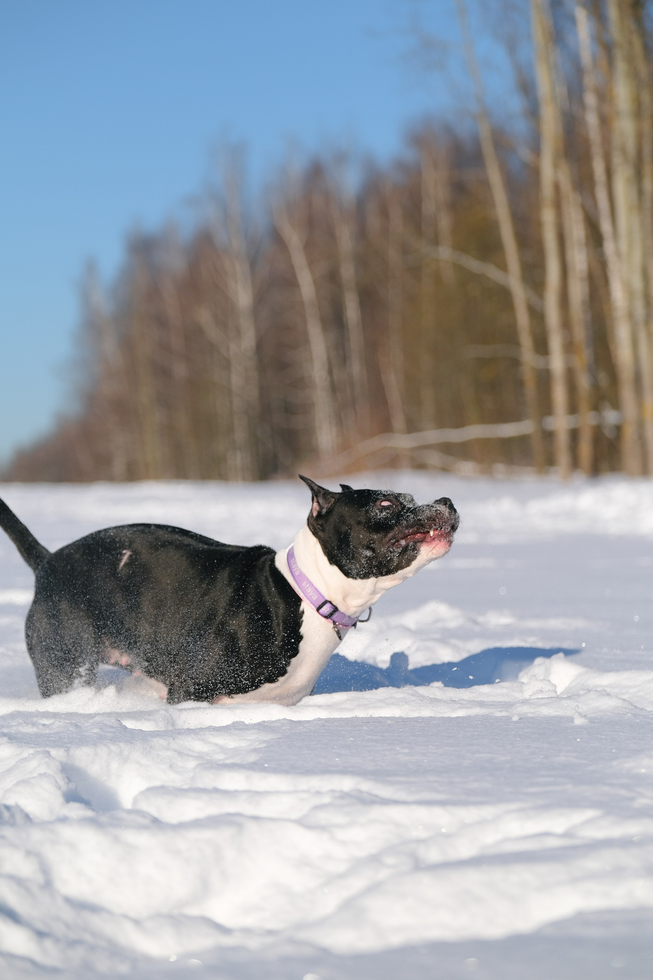 Баста и Эйгон. Фотограф и видеограф анималист Аганина Дарья