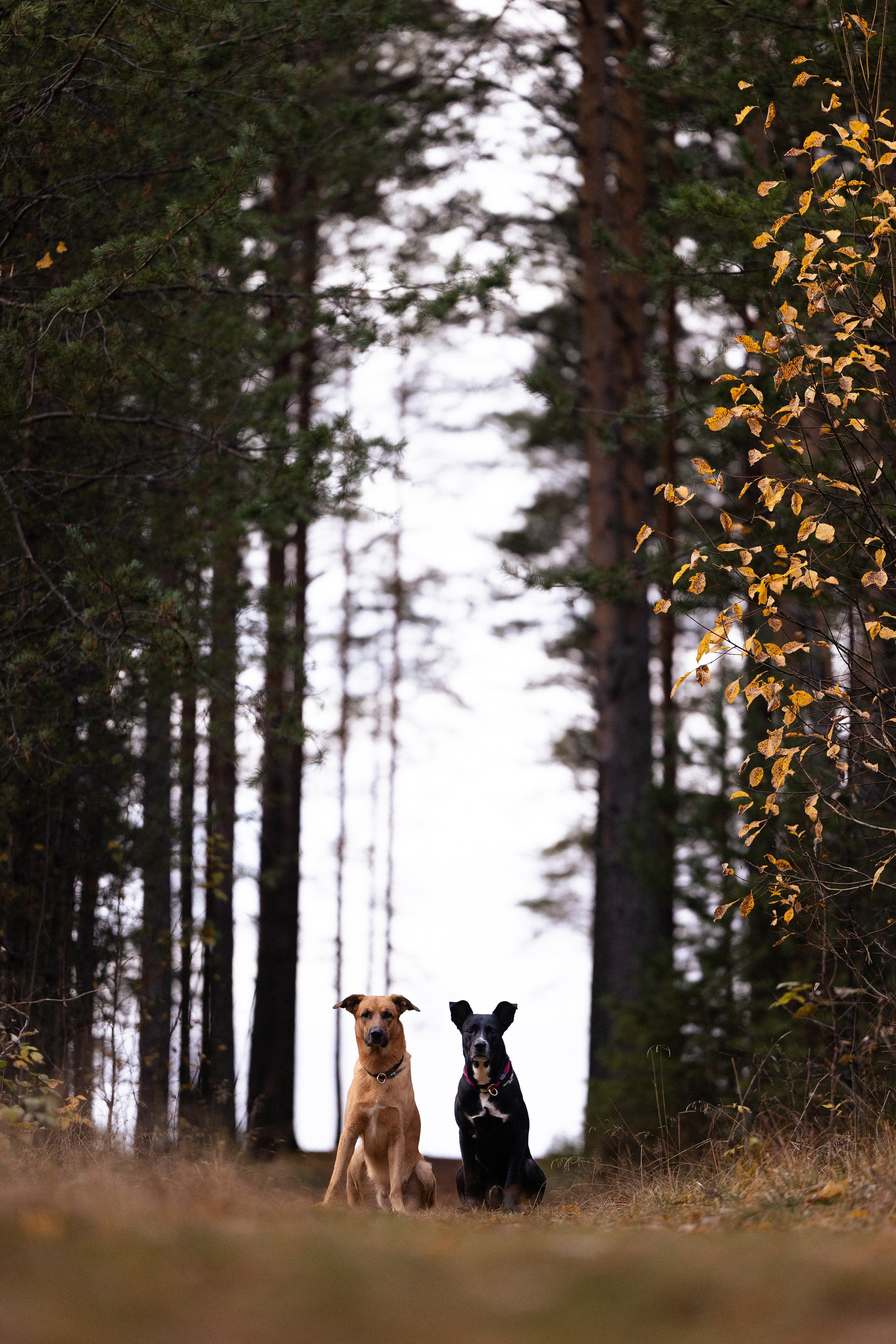 Karelia. Фотограф и видеограф анималист Аганина Дарья