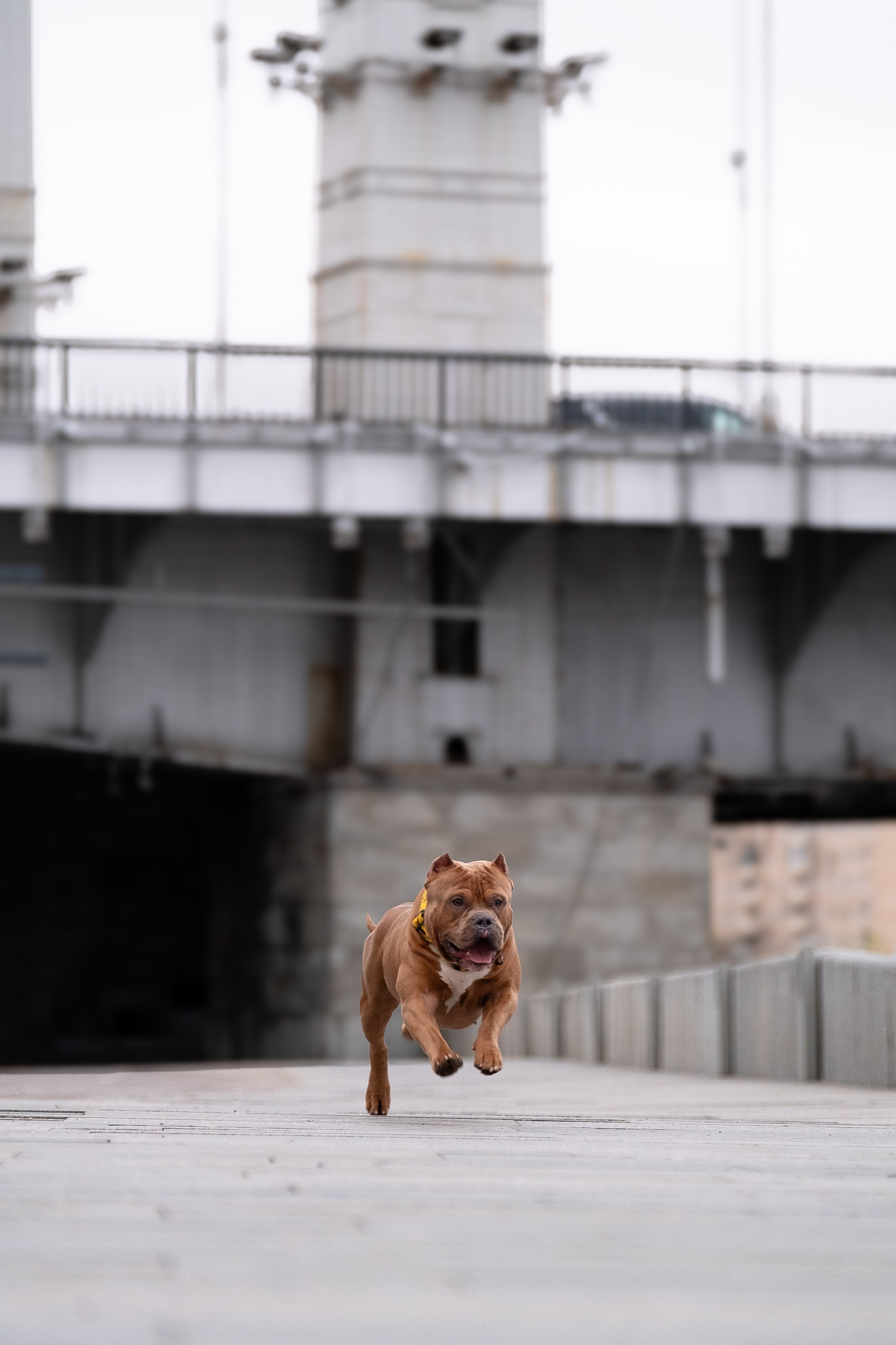 Спай и его семья. Фотограф и видеограф анималист Аганина Дарья