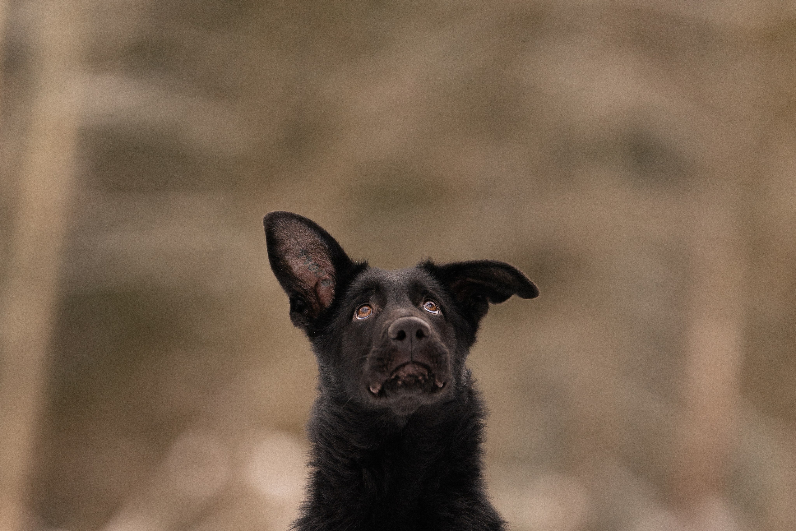Немецкая овчарка. Фотограф и видеограф анималист Аганина Дарья