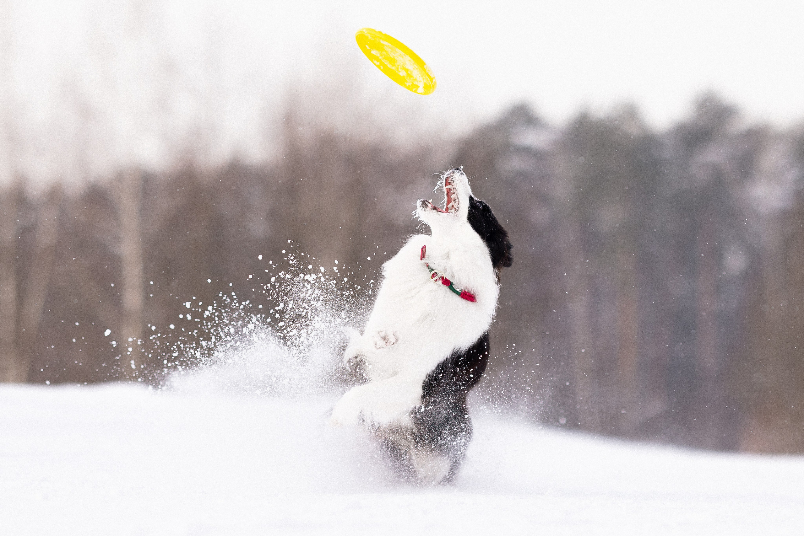 Лилия, Алексей и Ариана. Фотограф и видеограф анималист Аганина Дарья