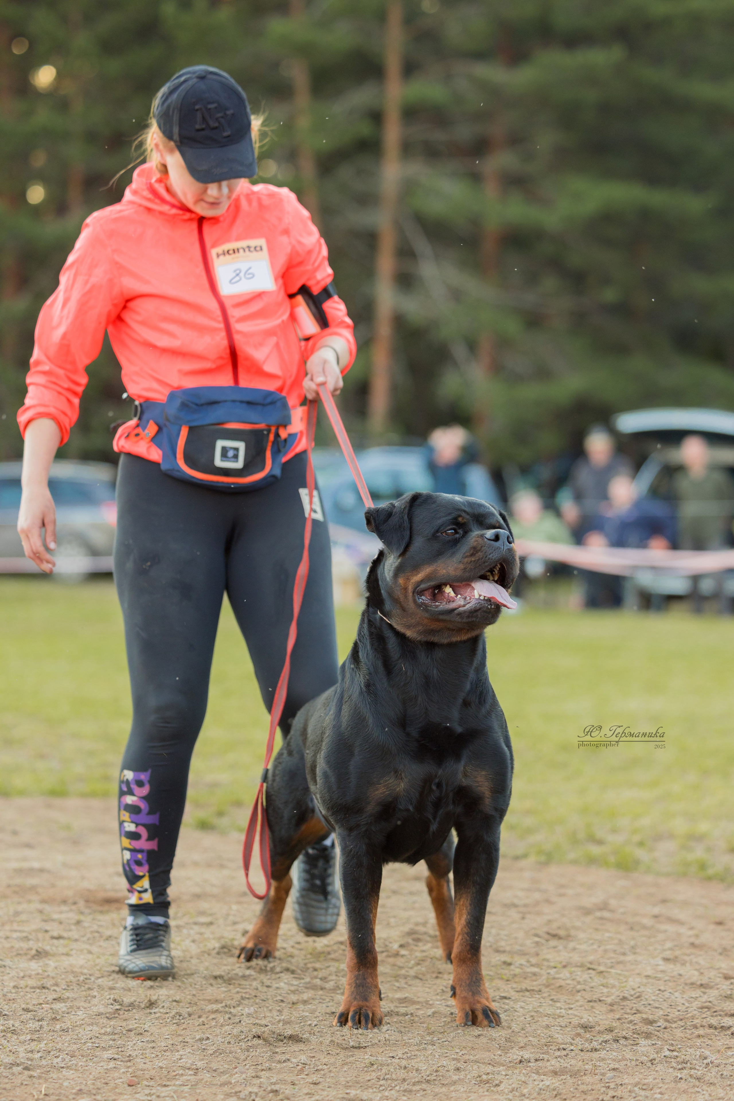Тверь ротвейлеры 5-6.07.2025. Фотограф-анималист Юлия Германика