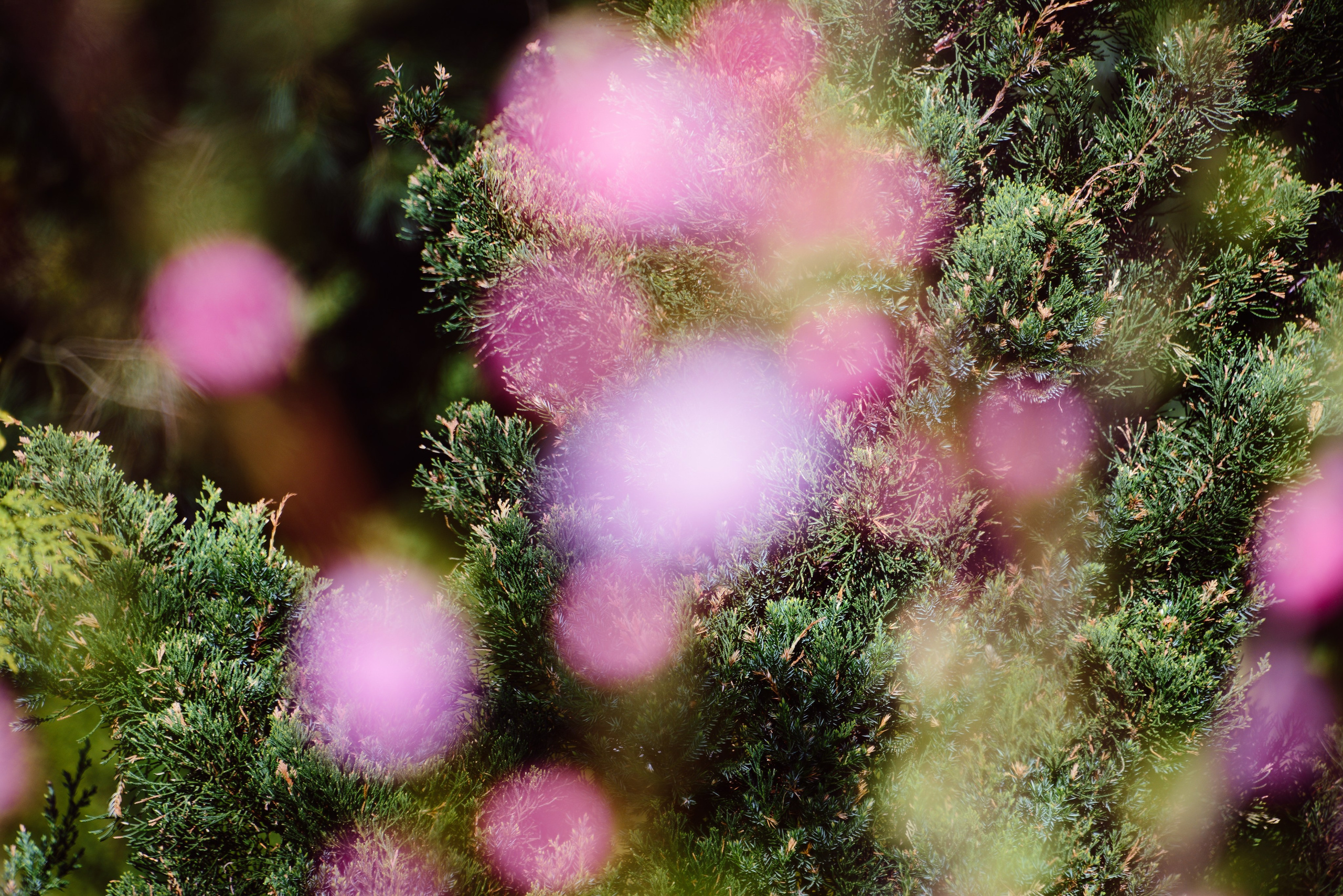 Весенняя фантазия. flower, plant, nature, flora, green, closeup, floral, purple, bloom, garden, background, blossom, beauty, spring, botany, colorful, botanical, season, outdoor, pink, petal, bright, growth, bokeh, park, detail, blur, fresh, blurred, pattern, violet, close, up, vibrant, art, vivid, environment, exotic, fantasy, springtime