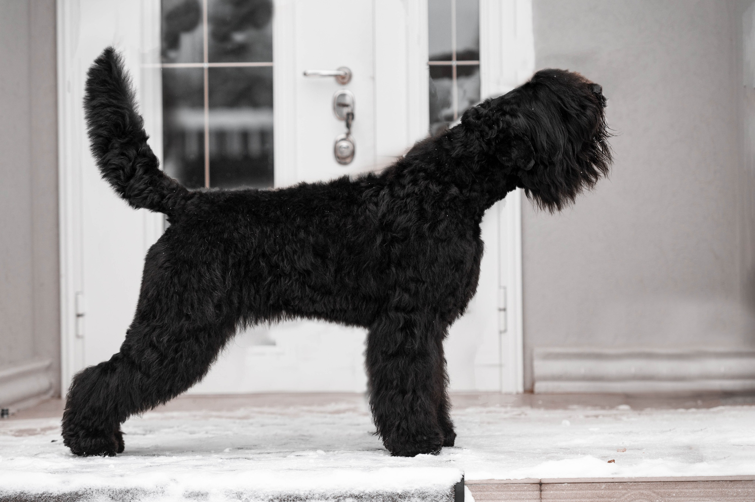 Клео. Фотограф-анималист