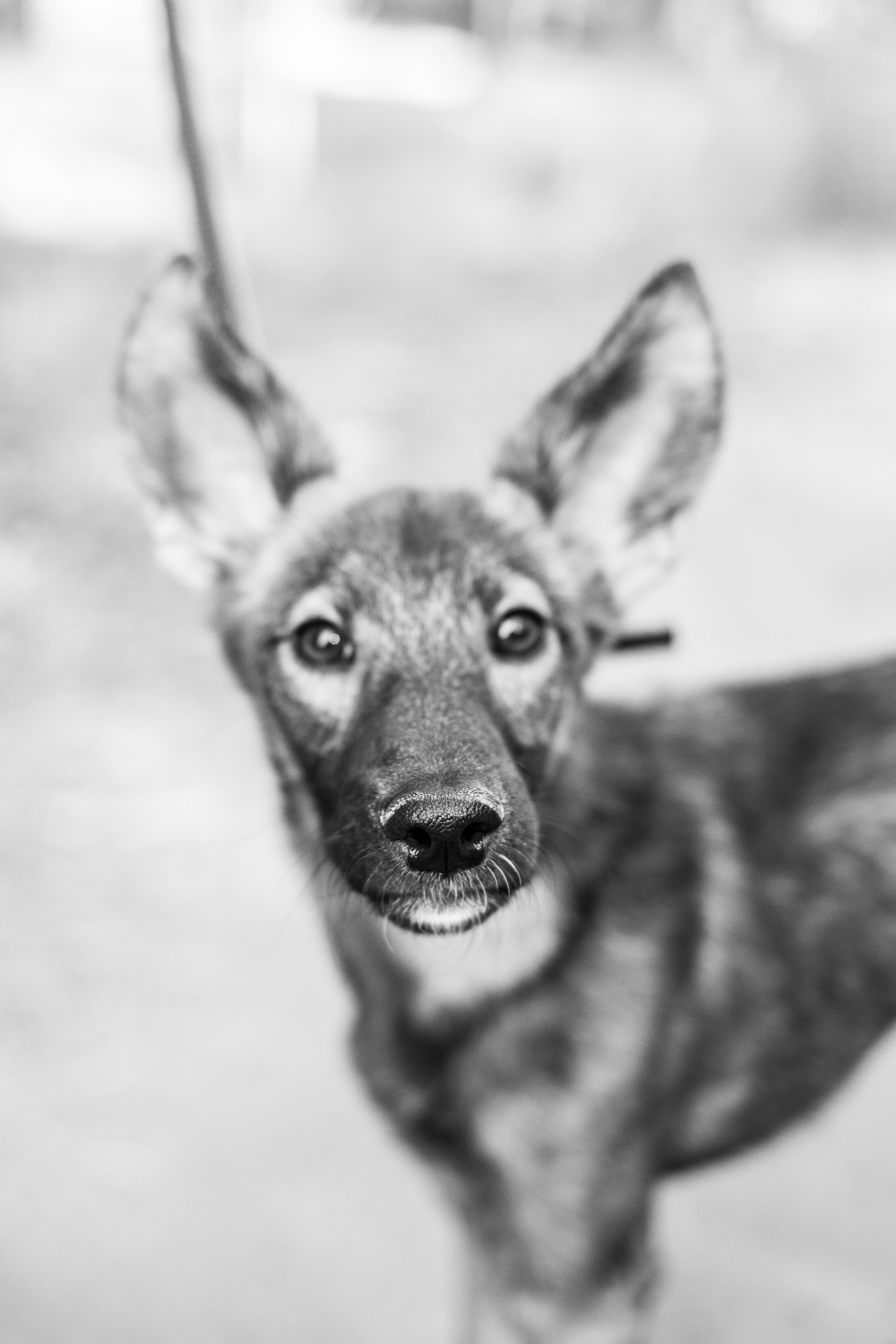 С животными. Фотограф Челябинск · Ольга Серебрякова