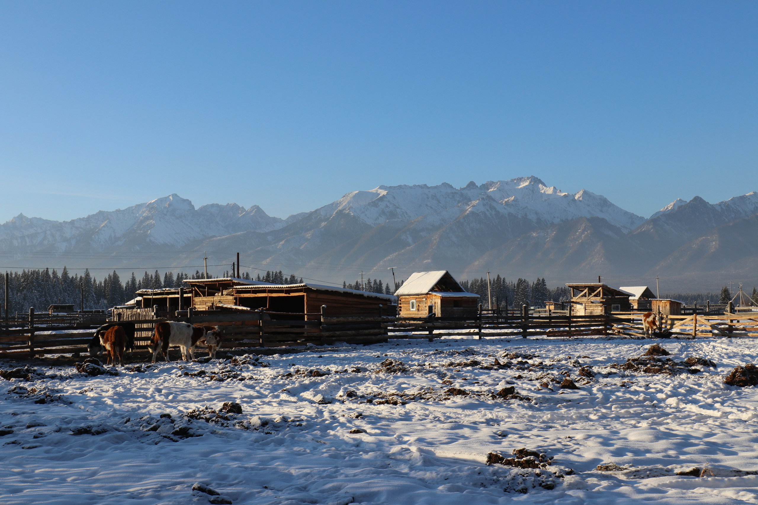 Аршан. Январь 2022. Путешественник-фотограф из Санкт-Петербурга Татьяна Свистулина