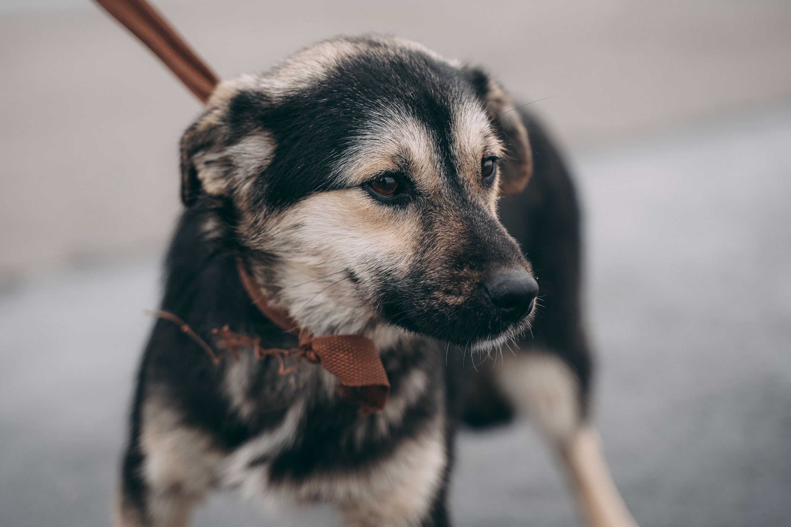 Съемка для благотворительного фонда «Дог 24». Фотограф-анималист, портретный фотограф в Чебоксарах Мария Садыкова