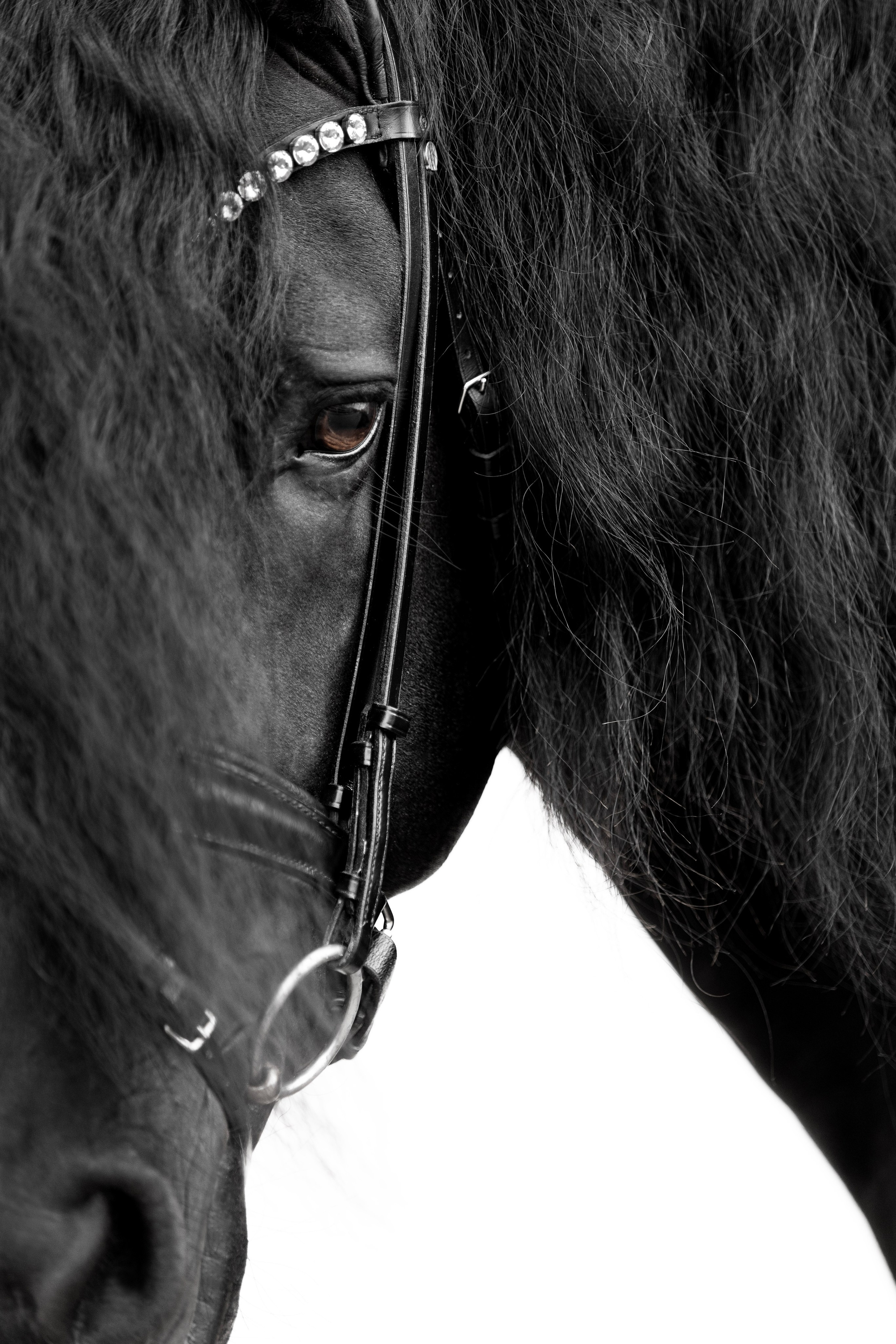 Конные портреты. Veronika Makeeva horse photo