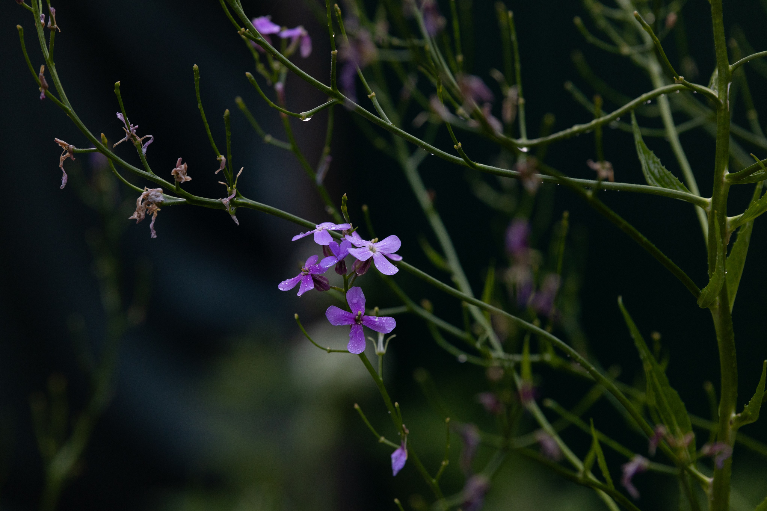Фотографии растений Виктор Степанов. Фотограф Виктор Степанов