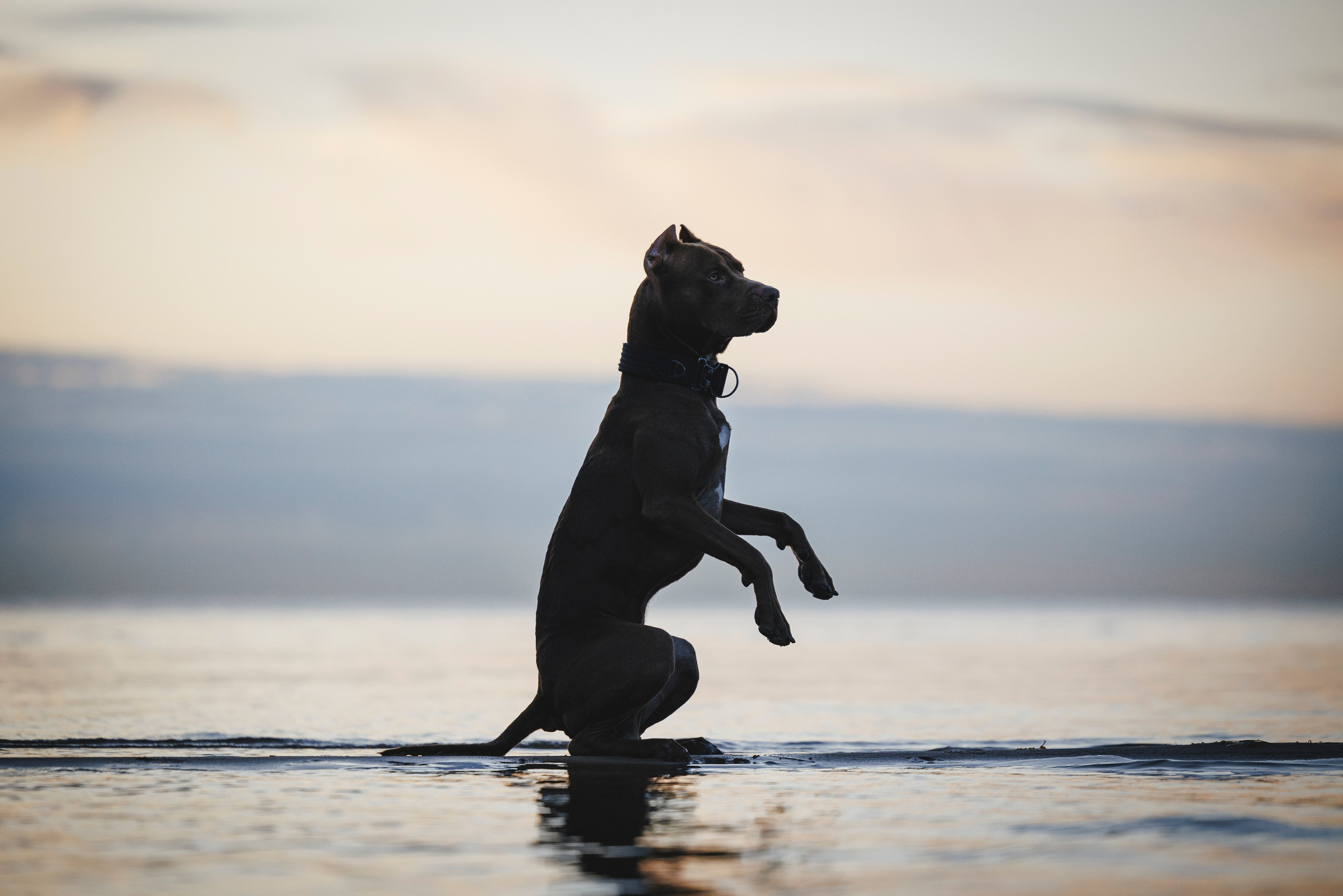 Яна и Энди. Фотограф-анималист Анна Маринич