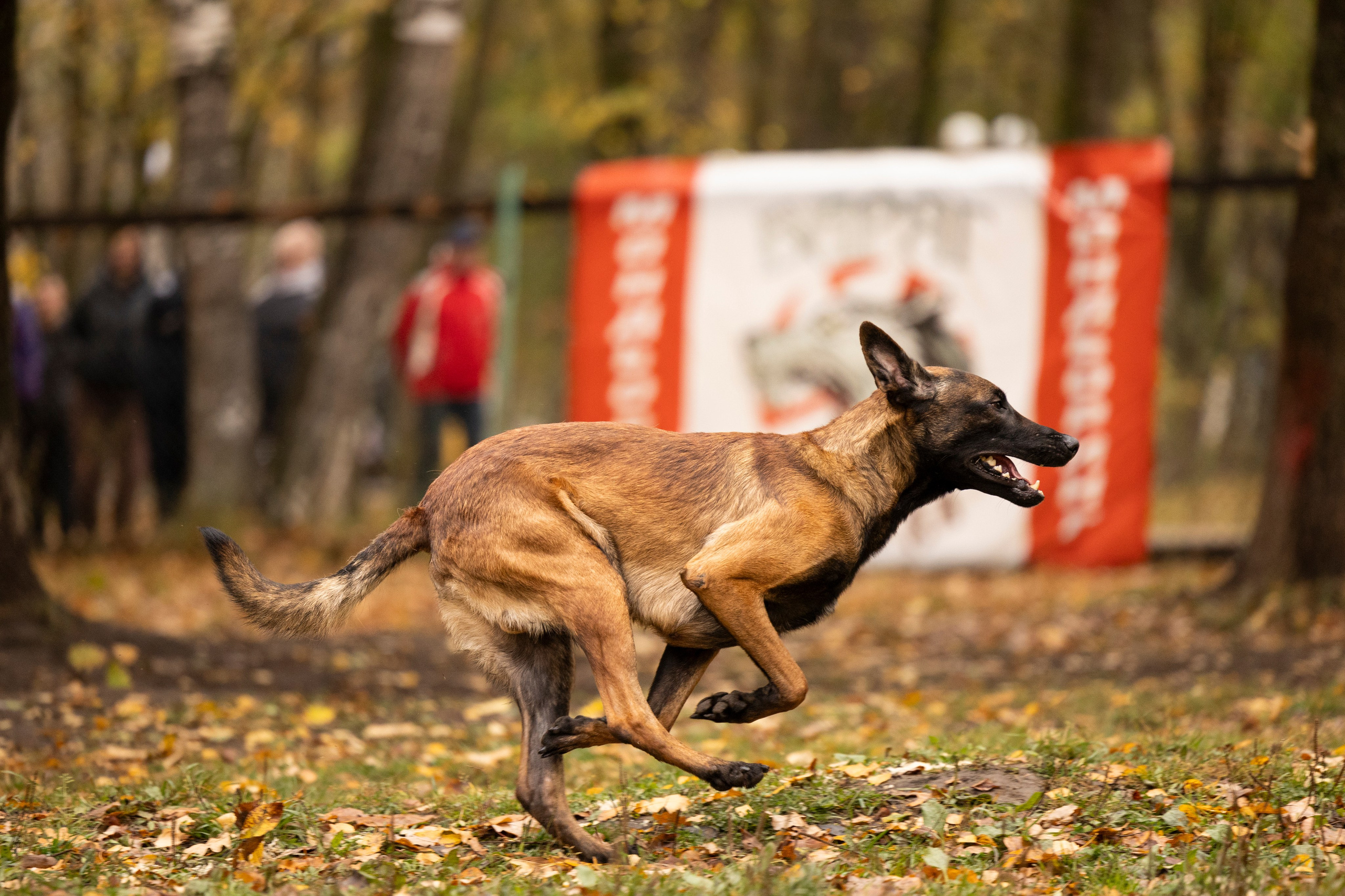 Соревнования по Мондьорингу г. Вологда. Фотограф-анималист Анна Маринич